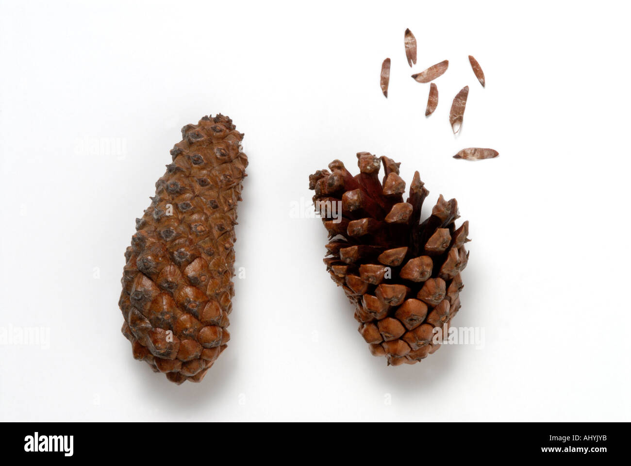 Serotinous pine tree cones, one with seeds released after heat exposure, the other closed Stock Photo
