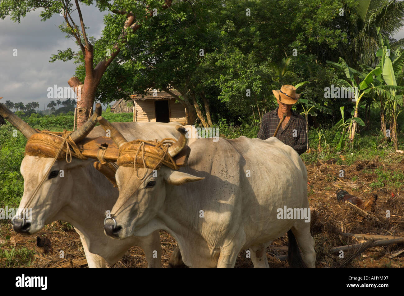 Cuba Pinar del Rio province Viniales close up of two oxen and peasant ploughing field Stock Photo