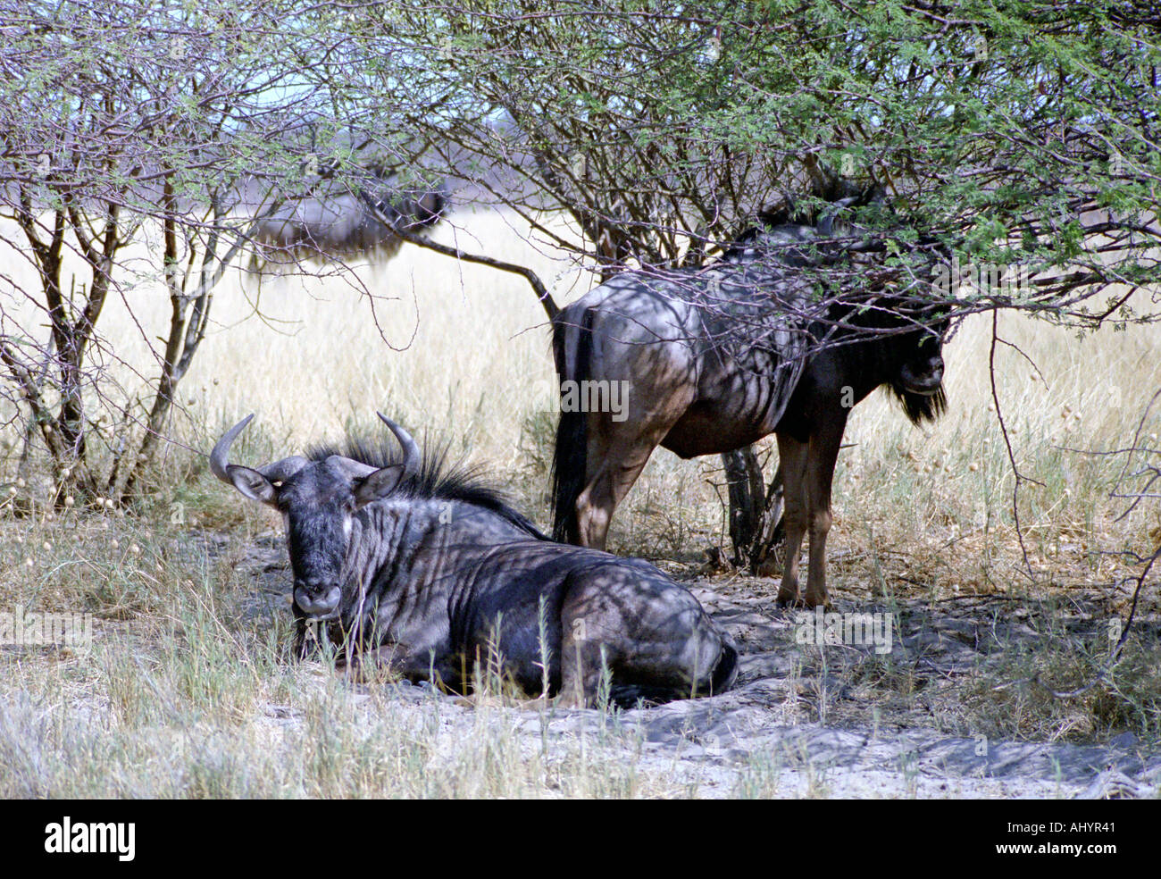 Wildebeeste Brindled gnu Connochaetes taurinus Stock Photo