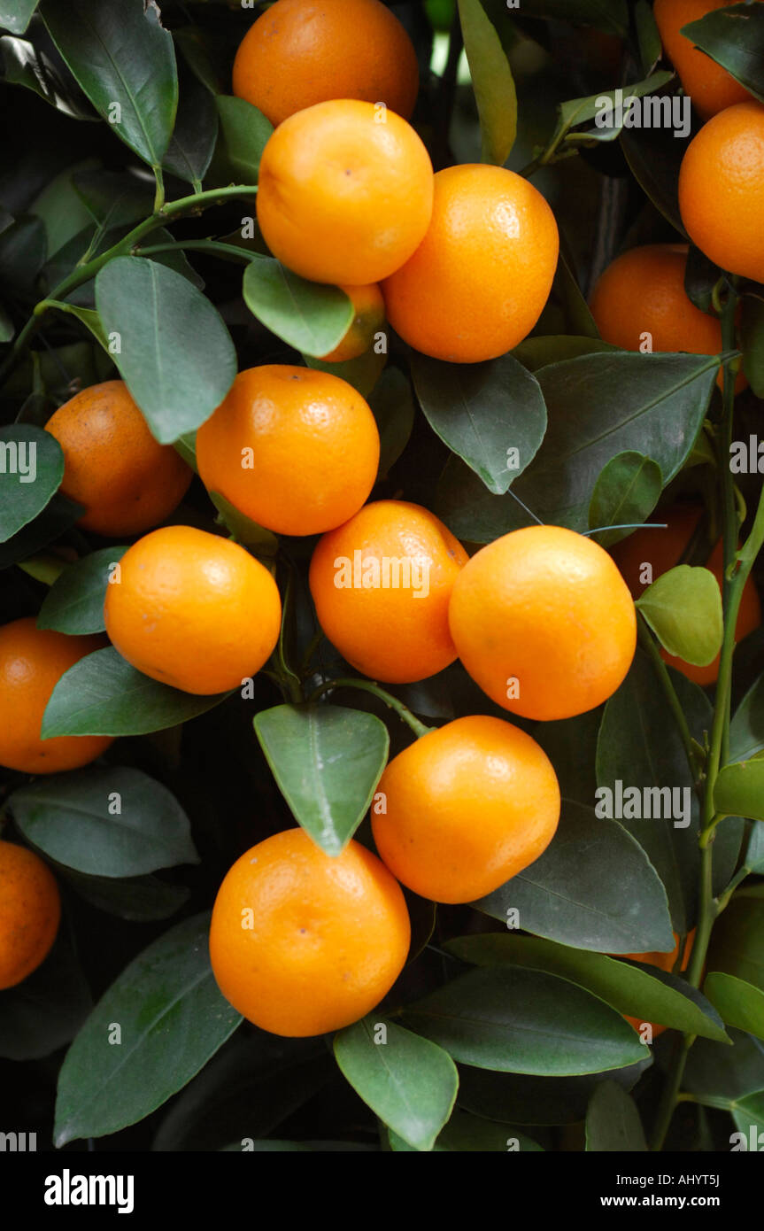 chinese new year orange tree singapore