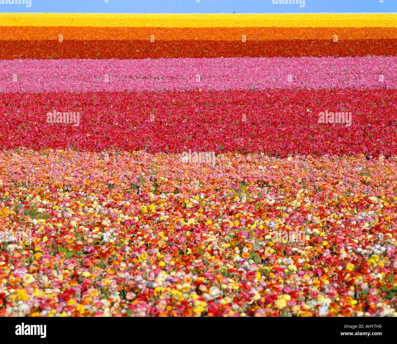 Plants beds hi-res stock photography and images - Alamy