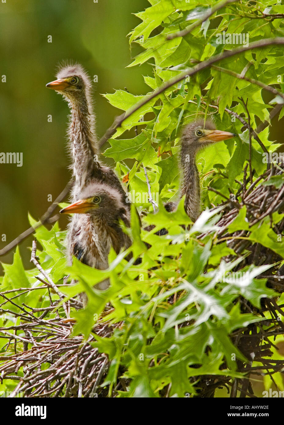 baby green herons in nest Stock Photo Alamy