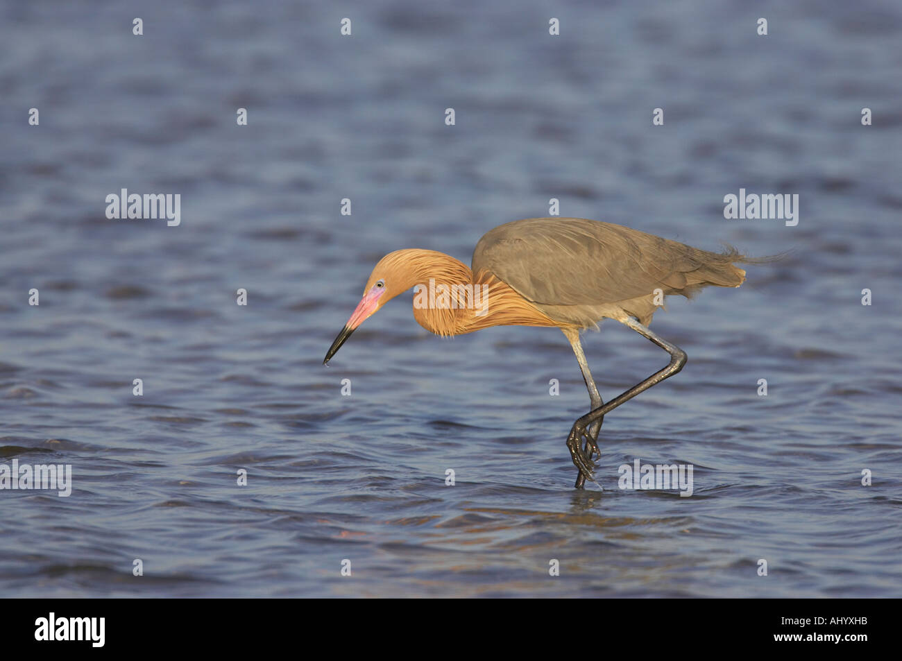Reddish Egret in breeding plumage Egretta rufescens Fort de Soto florida USA Stock Photo