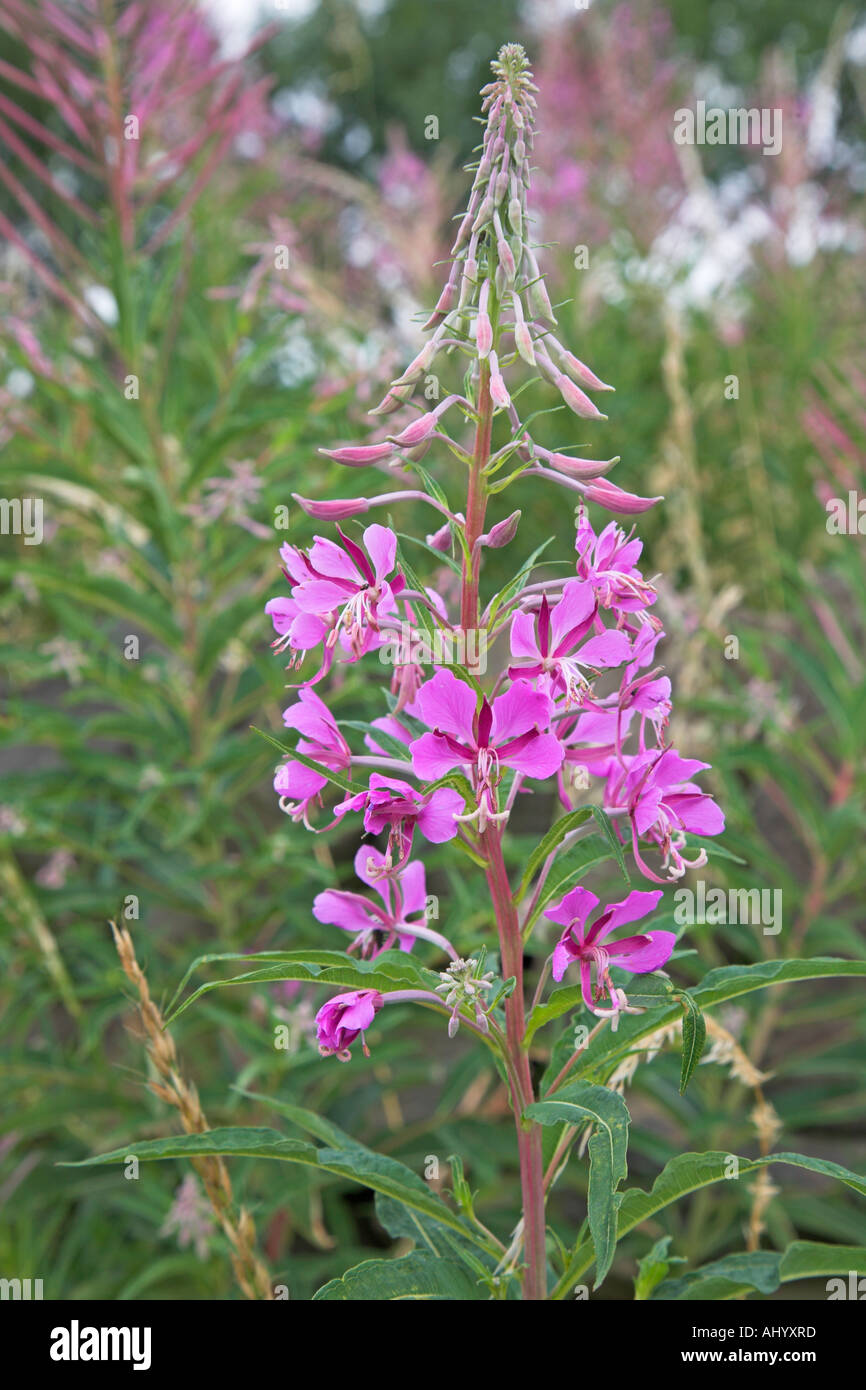 Willow herb growing on old quarry land Stock Photo