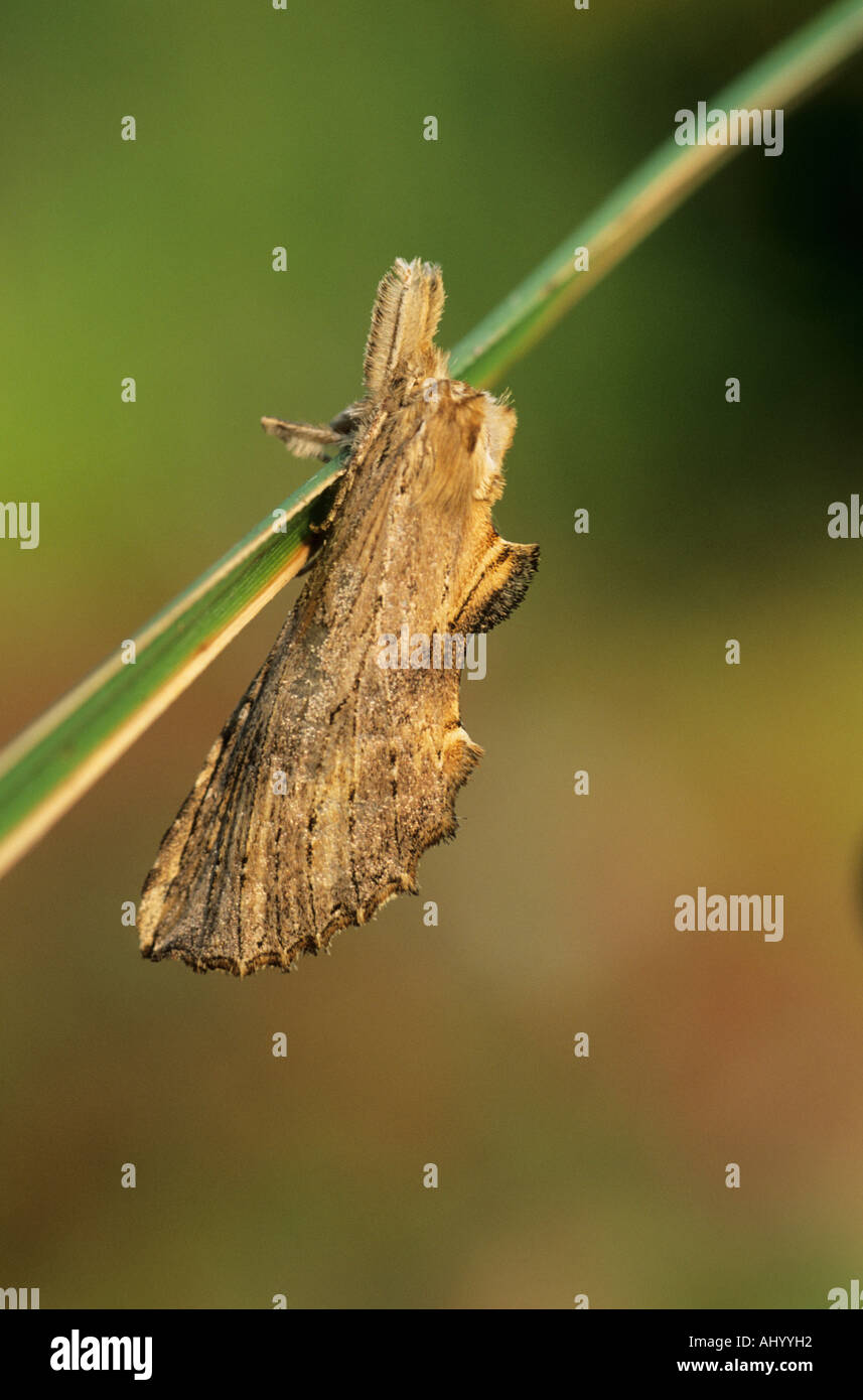 Pale Prominent Pterosoma palpina Essex UK IN000021 Stock Photo