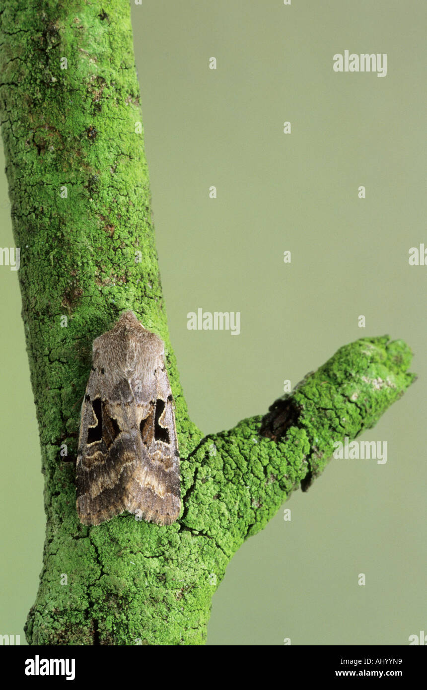 Hebrew Character Orthosia gothica Essex UK IN000254 Stock Photo