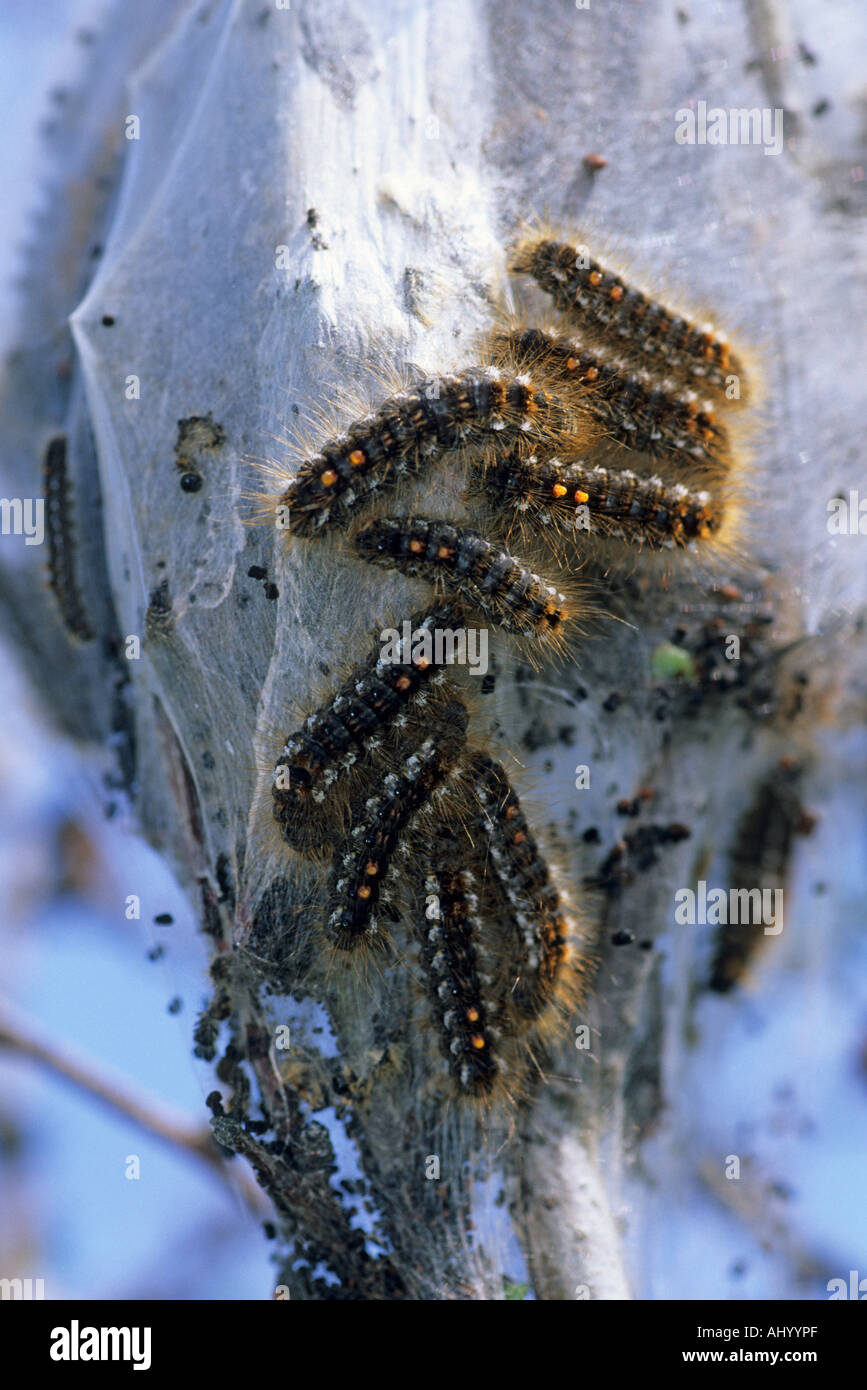 Brown tail moth hi-res stock photography and images - Alamy