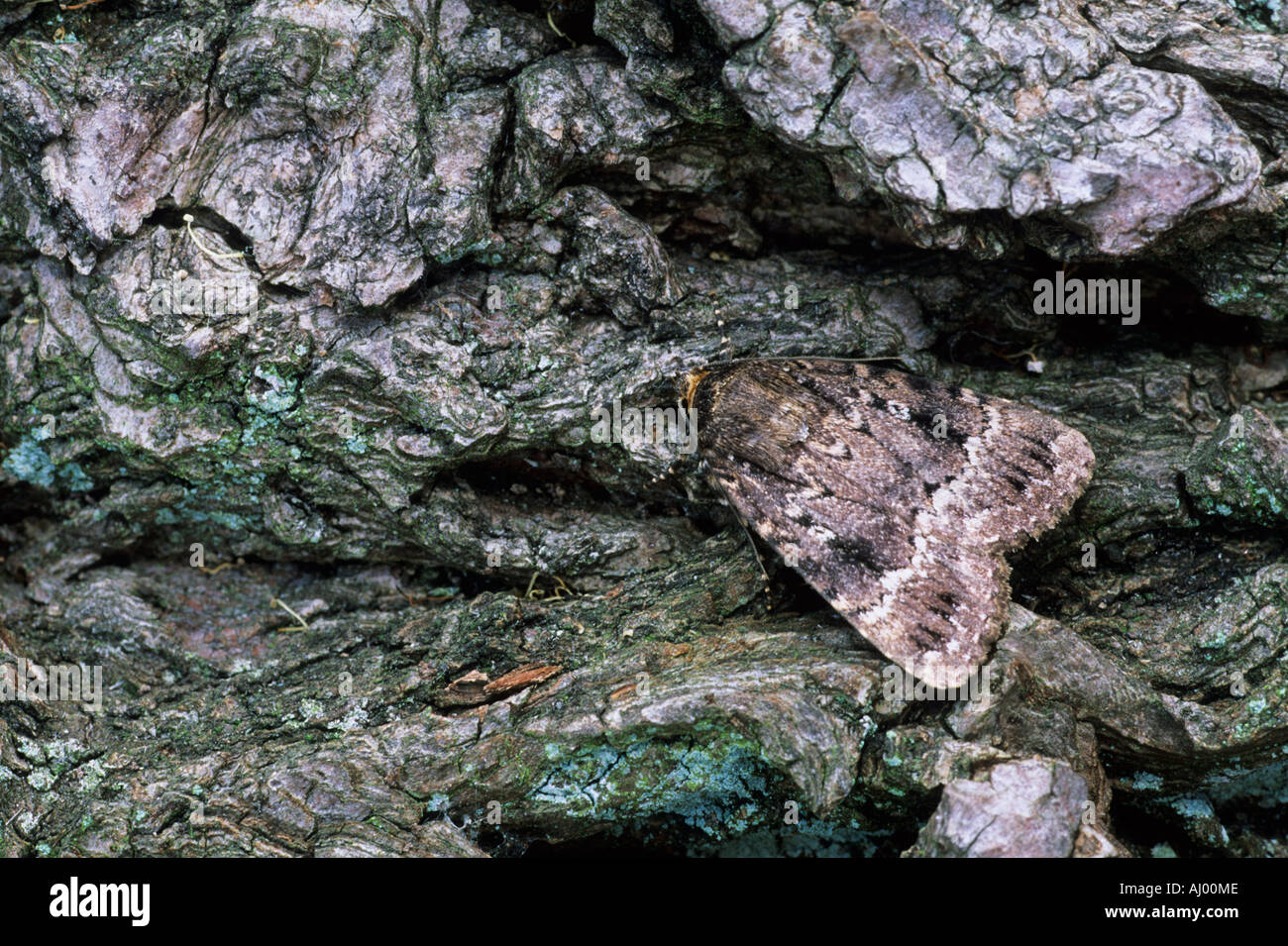 Copper Underwing Amphipyra pyramidea Essex UK IN000312 Stock Photo