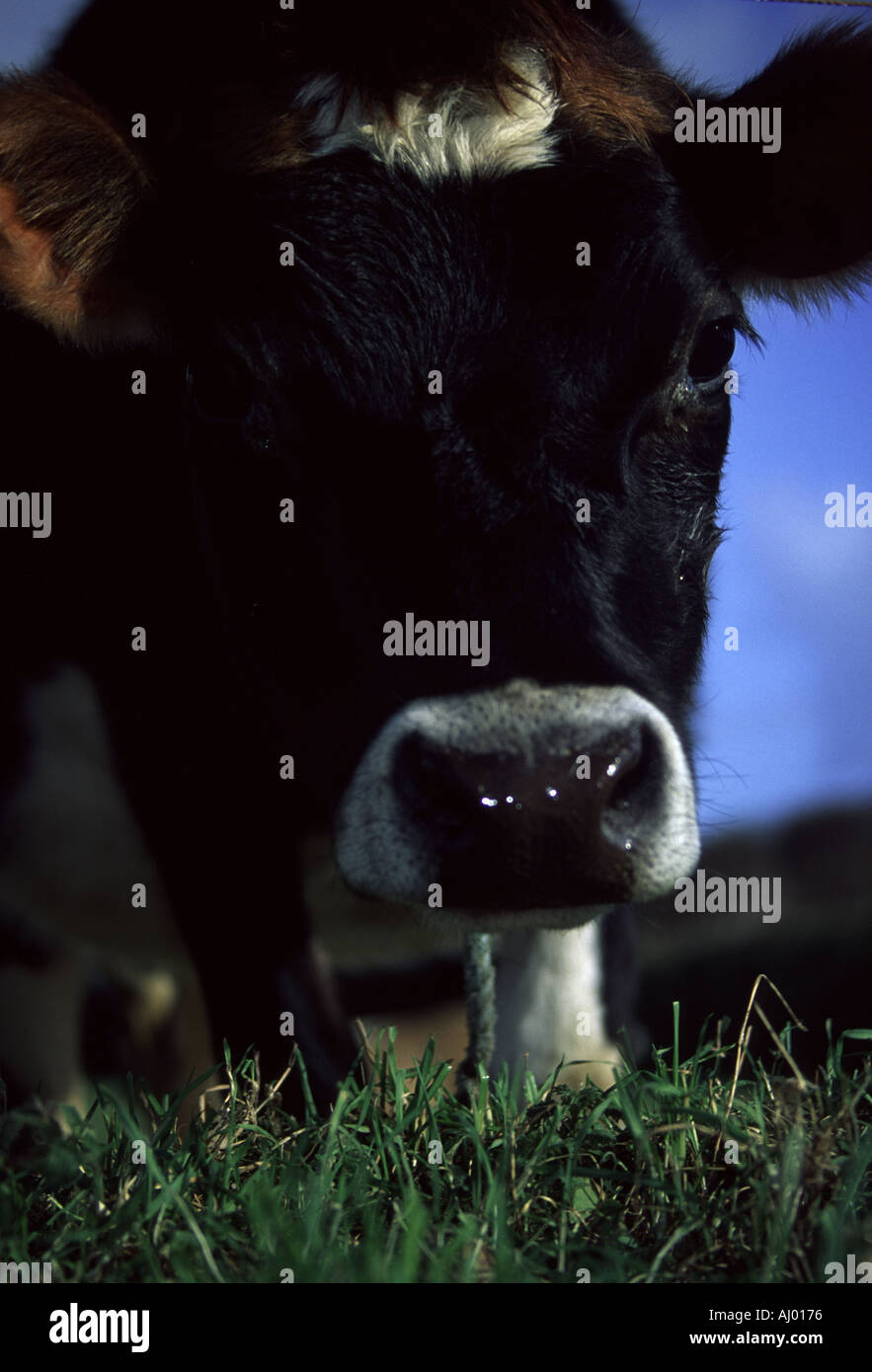 Cattle channel islands jersey hi-res stock photography and images - Alamy