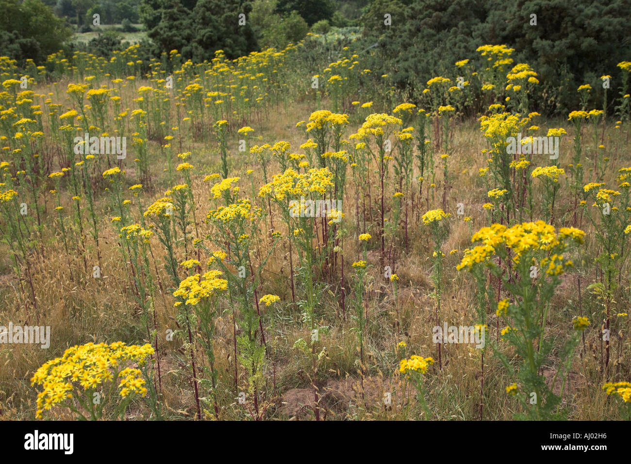 Yellow flowers of common ragwort Senecio jacobaea on heathland in Suffolk England Stock Photo