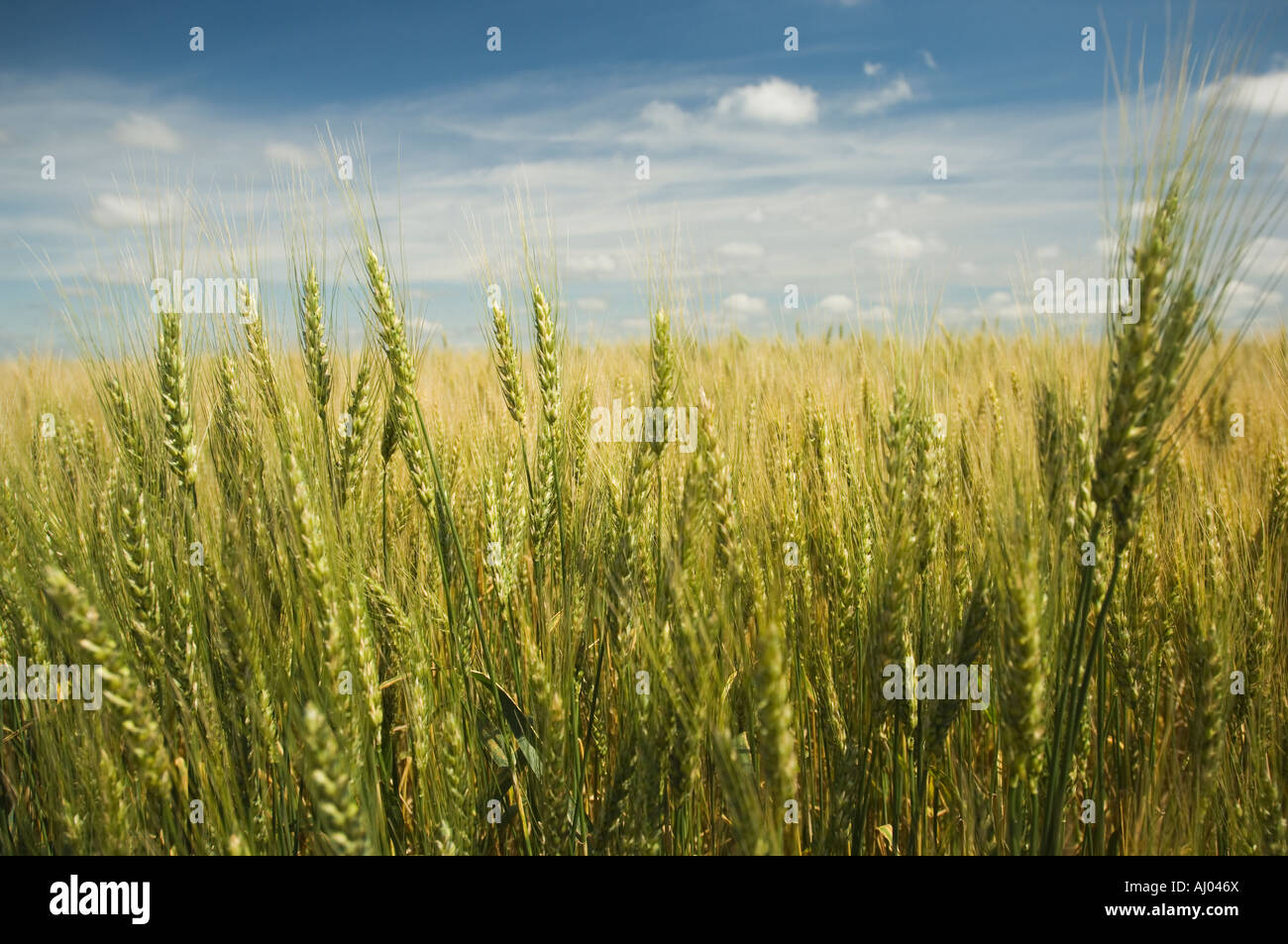 Close Up Of Wheat In Field High Resolution Stock Photography and Images ...