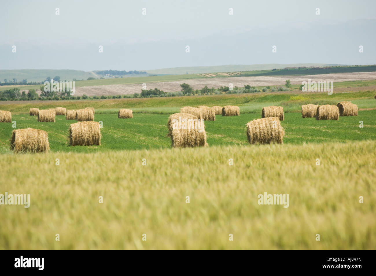 View of wheat field and hay bales Stock Photo - Alamy