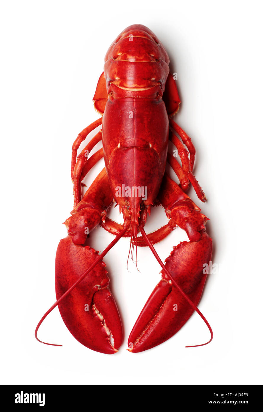 Cooked Lobster on White Background Stock Photo