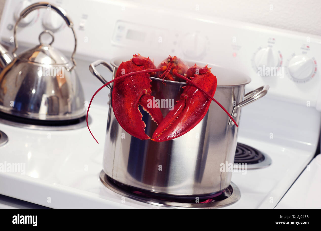 Lobster in Pot on Stove Cooking Stock Photo