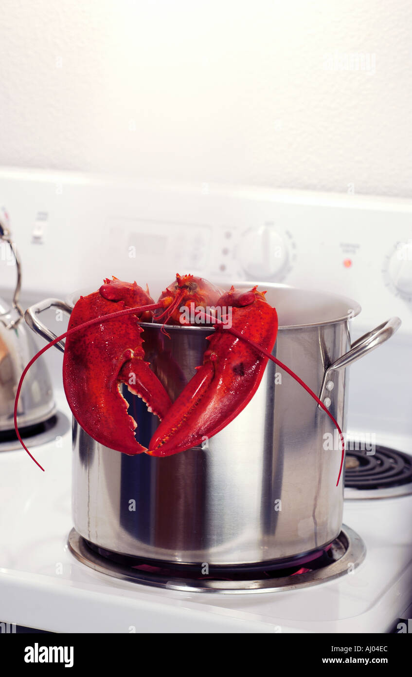 Lobster in Pot on Stove Cooking Stock Photo