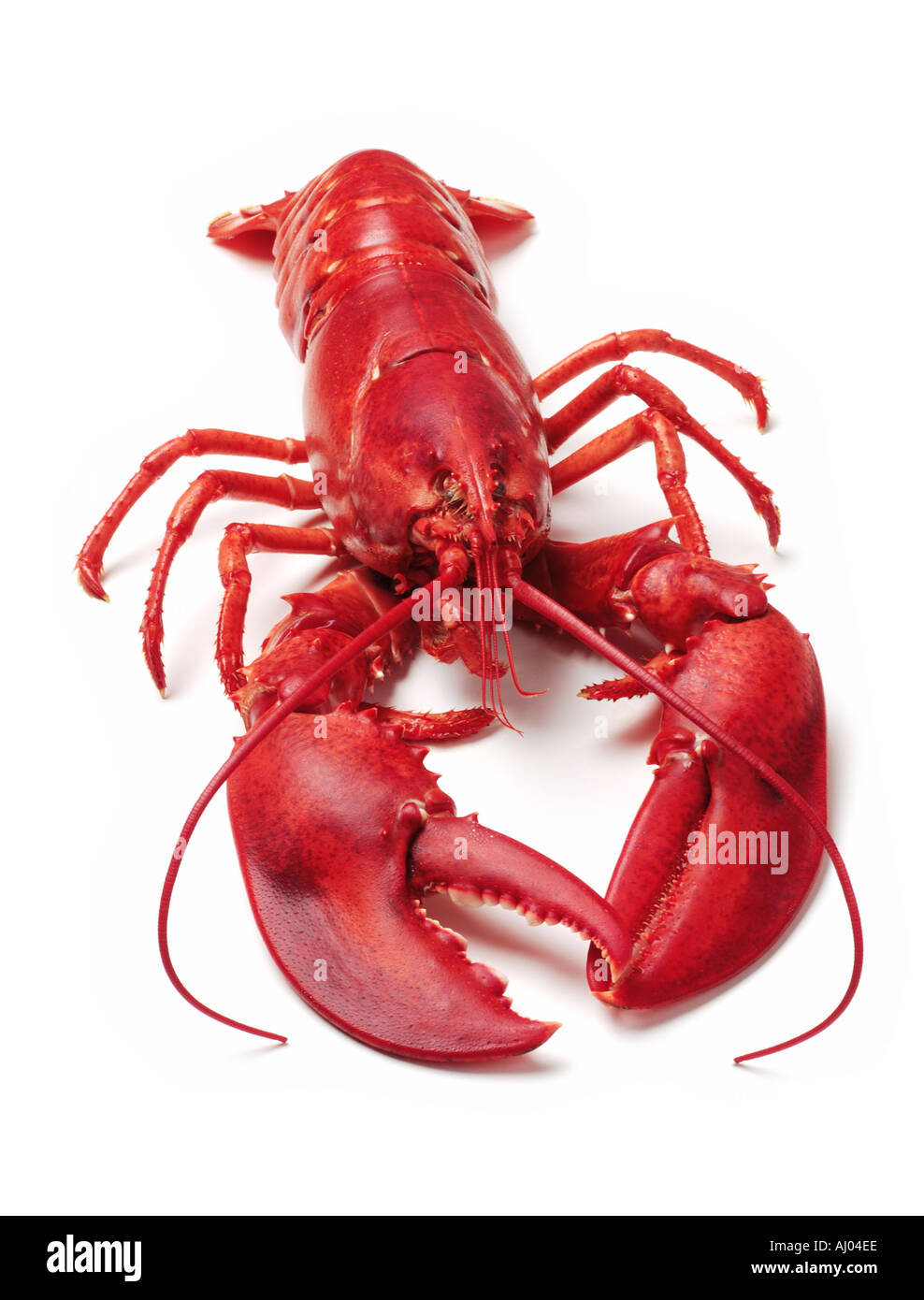 Cooked Lobster on White Background Stock Photo