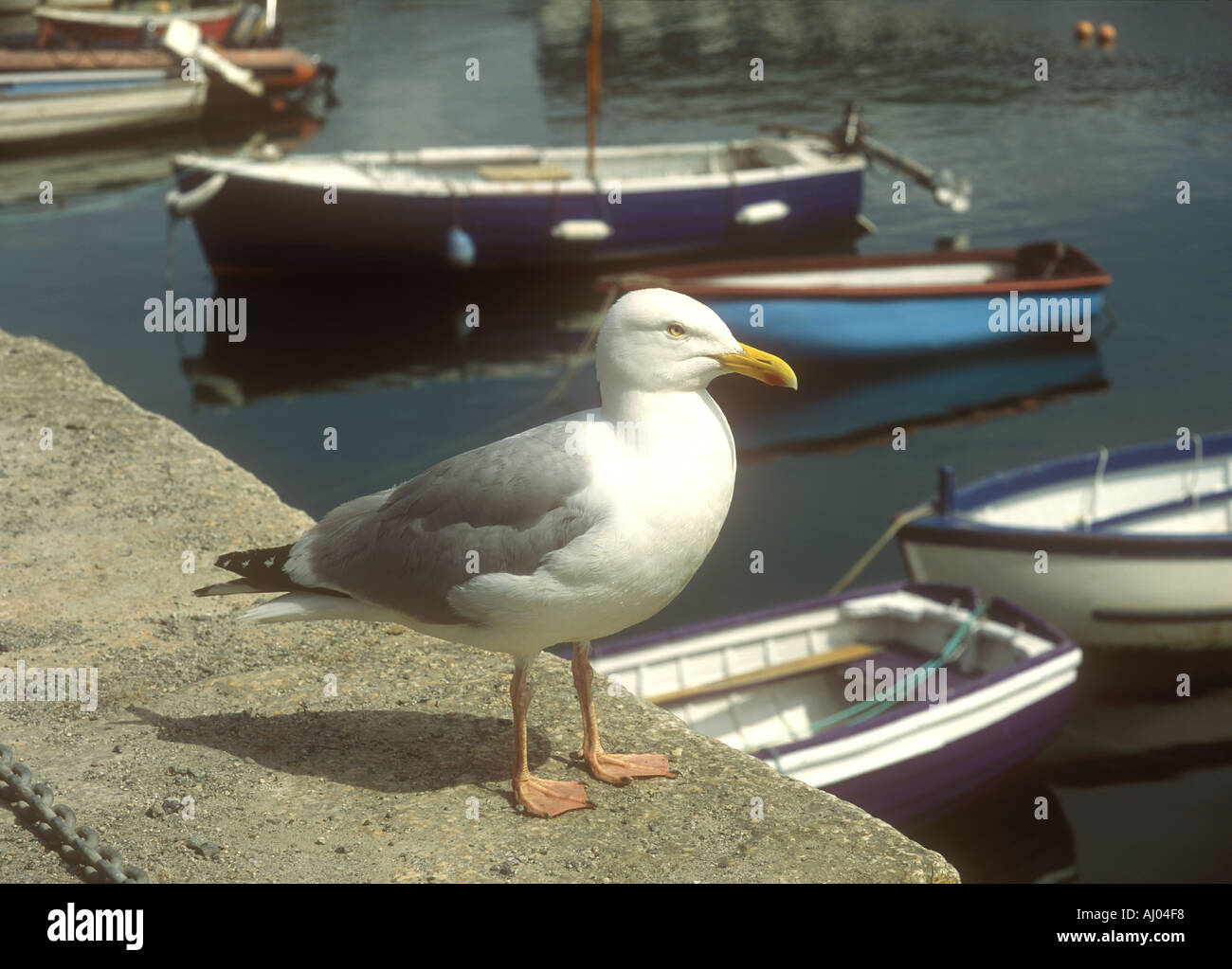Seagull and fishing boats in the harbour of Porthleven in Cornwall in the UK Stock Photo