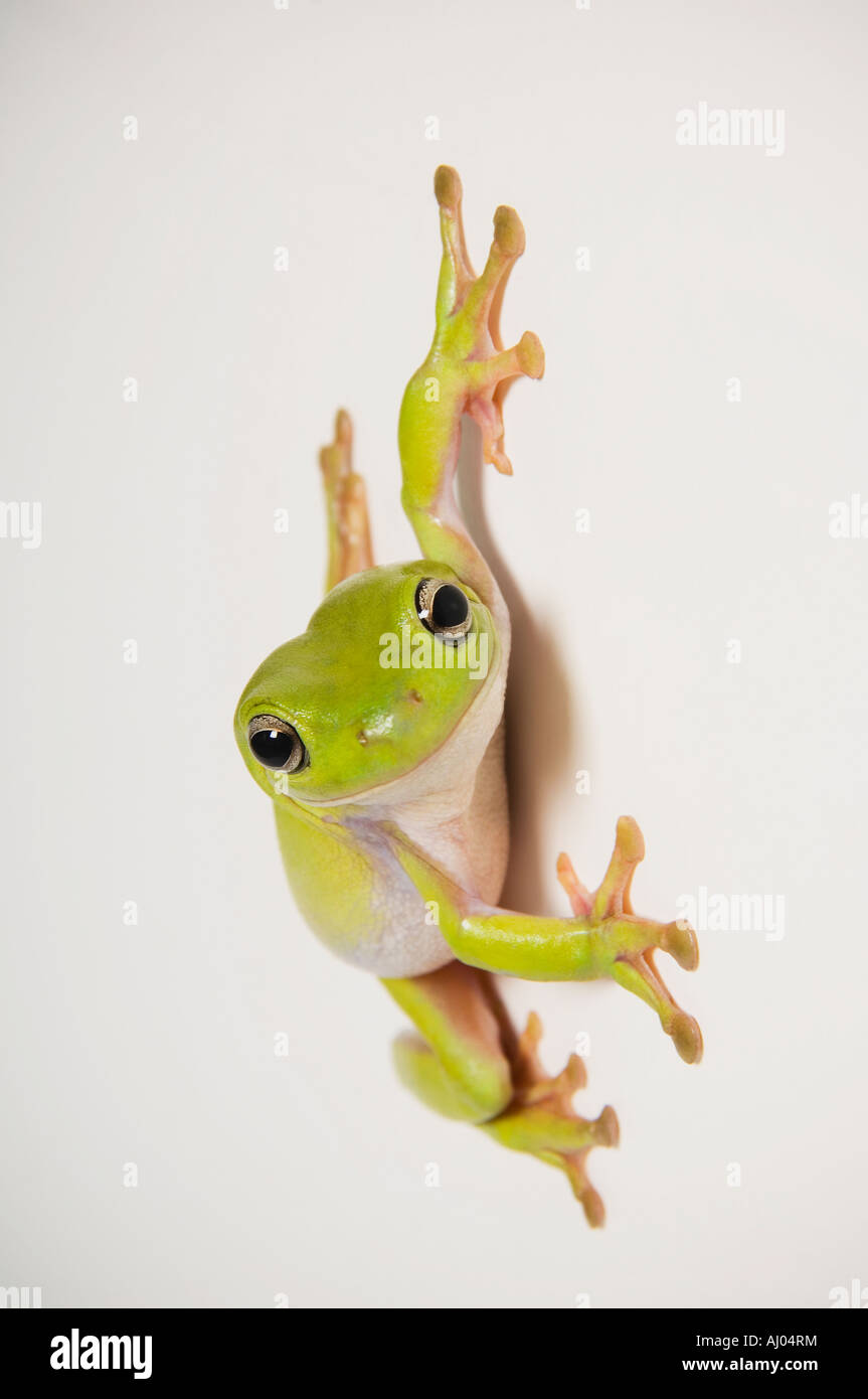 Close up of tree frog Stock Photo