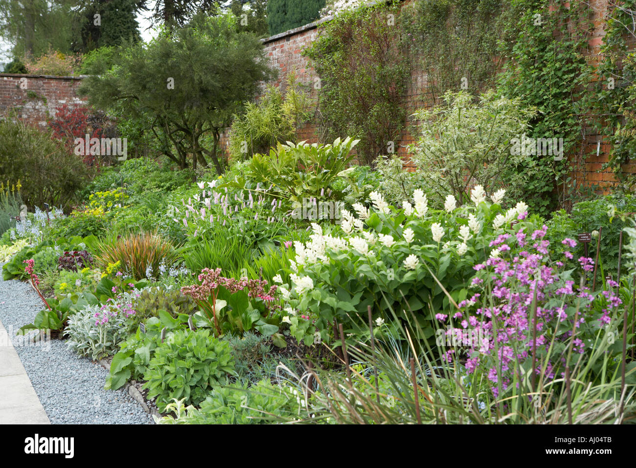 Holehird garden large bed with the white flowering shrub Smilacina racemosa in foreground Stock Photo