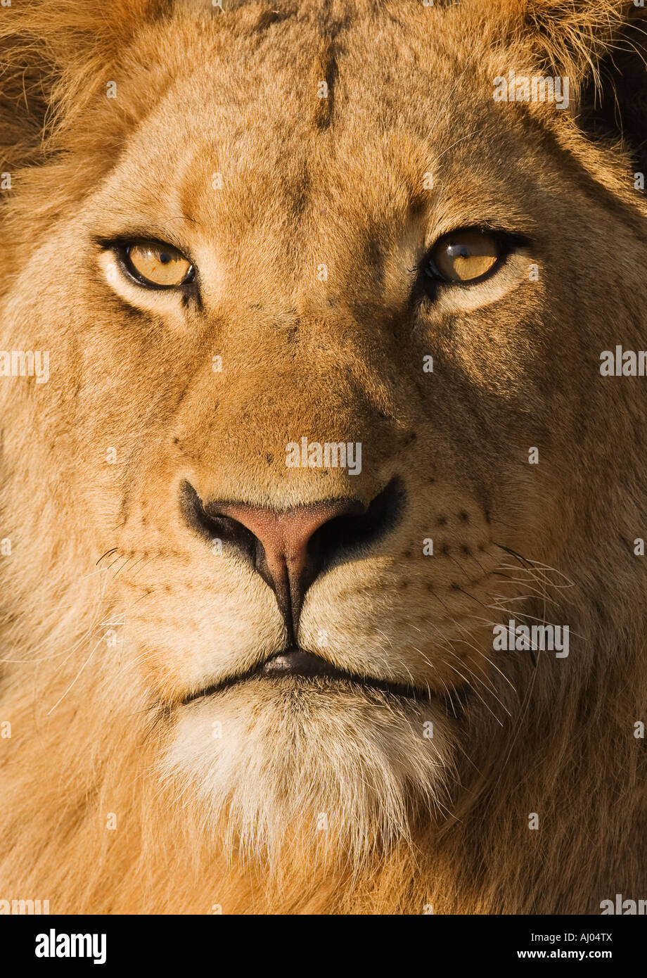 Full male lion face portrait hi-res stock photography and images - Alamy