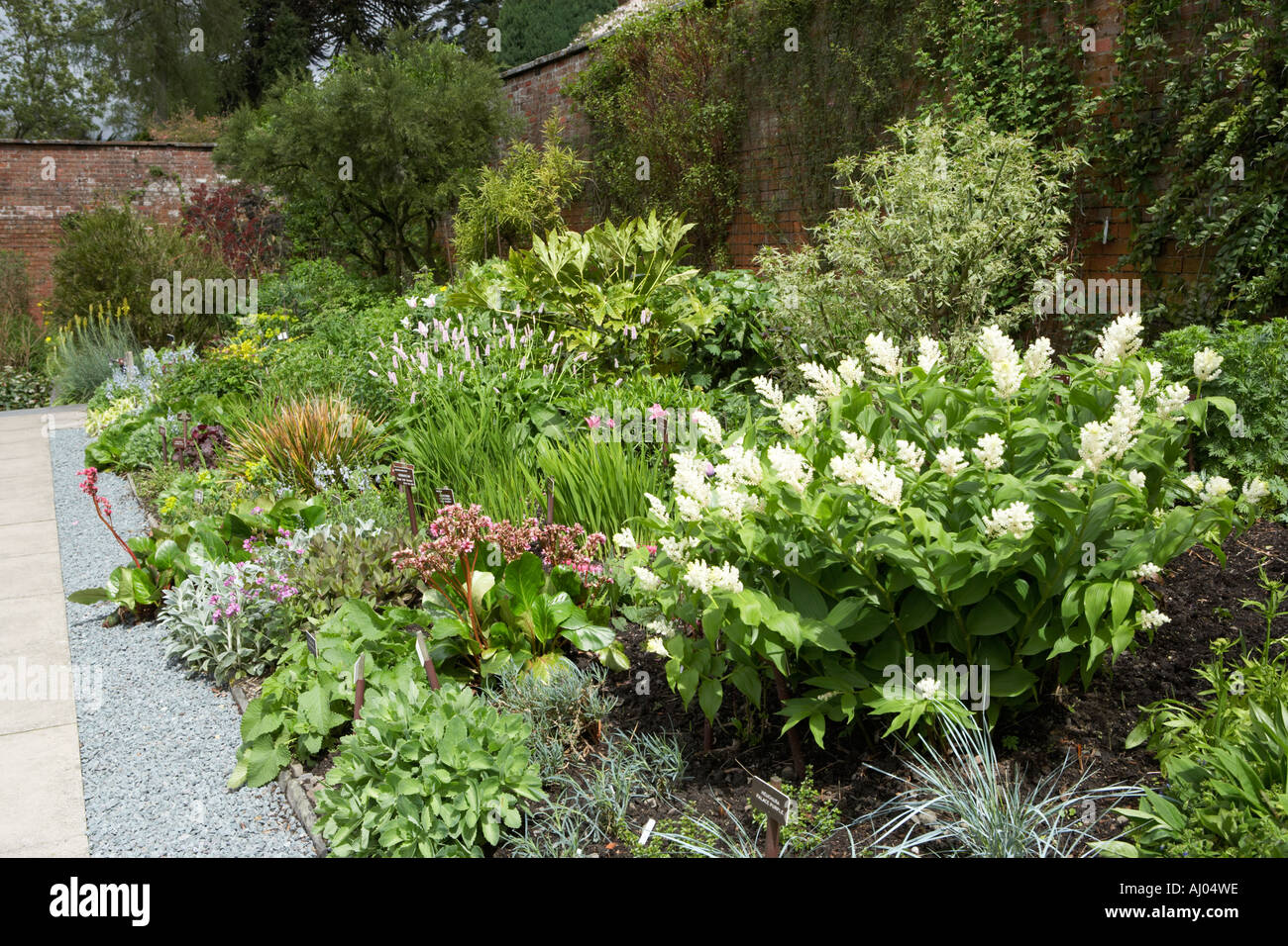 Holehird garden Windermere large bed with the white flowering shrub Smilacina racemosa in foreground Stock Photo