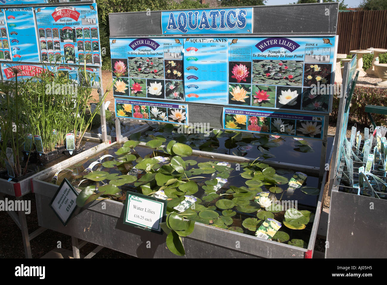 Dobbies Garden Centre Pond Plants informacionpublica.svet.gob.gt