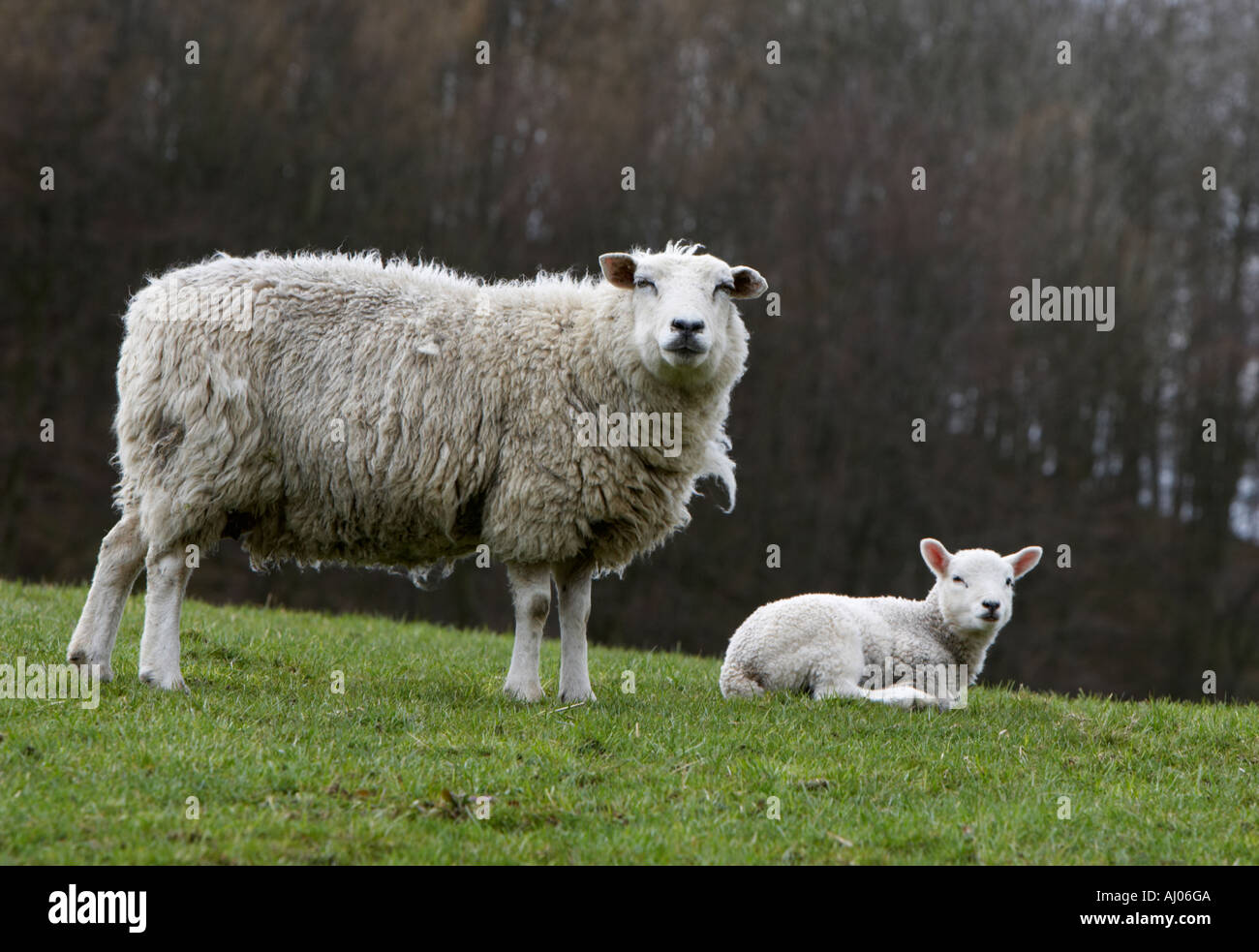lambs in Cumbria Stock Photo