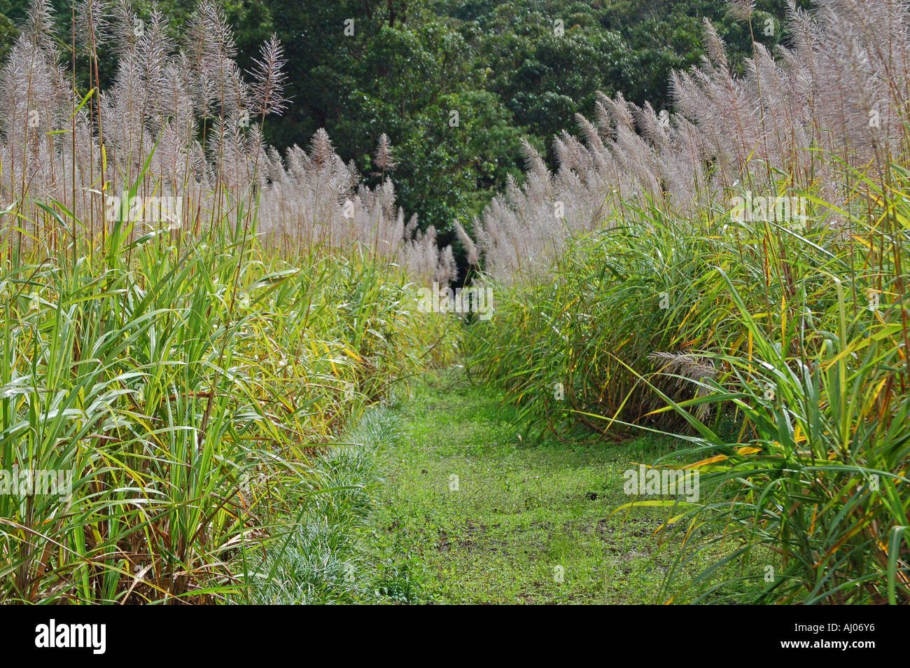 Path through flowering sugar-cane field, Mauritius Stock Photo