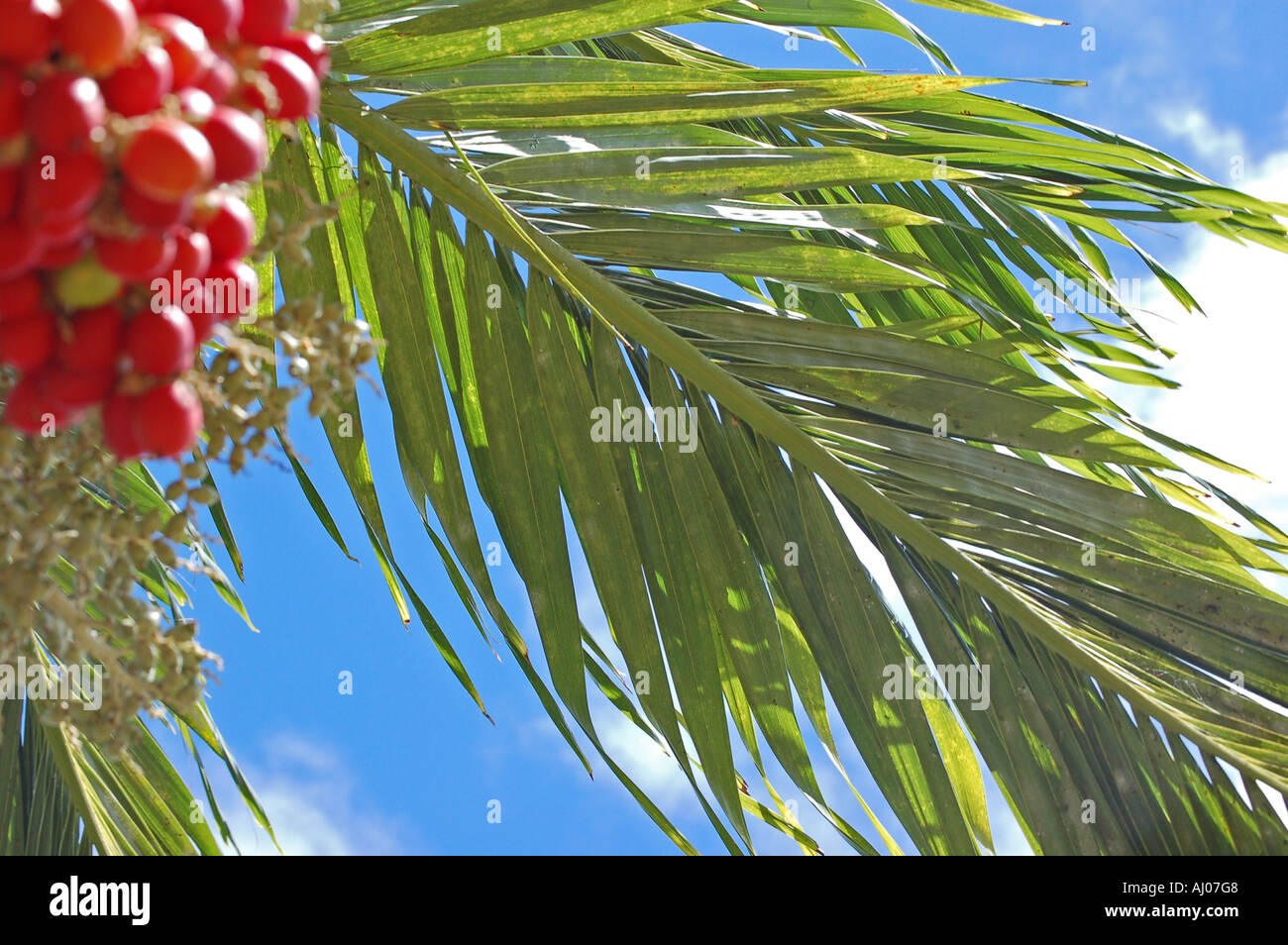 Close-up detail of Royal Palm frond and fruit, Mauritius. Stock Photo