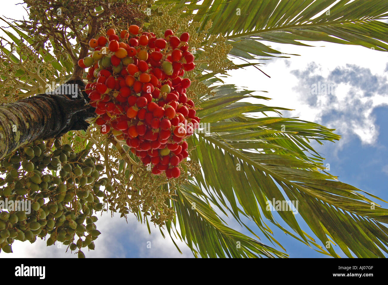 Detail Of Royal Palm Tree Branch And Fruit Mauritius Stock Photo Alamy
