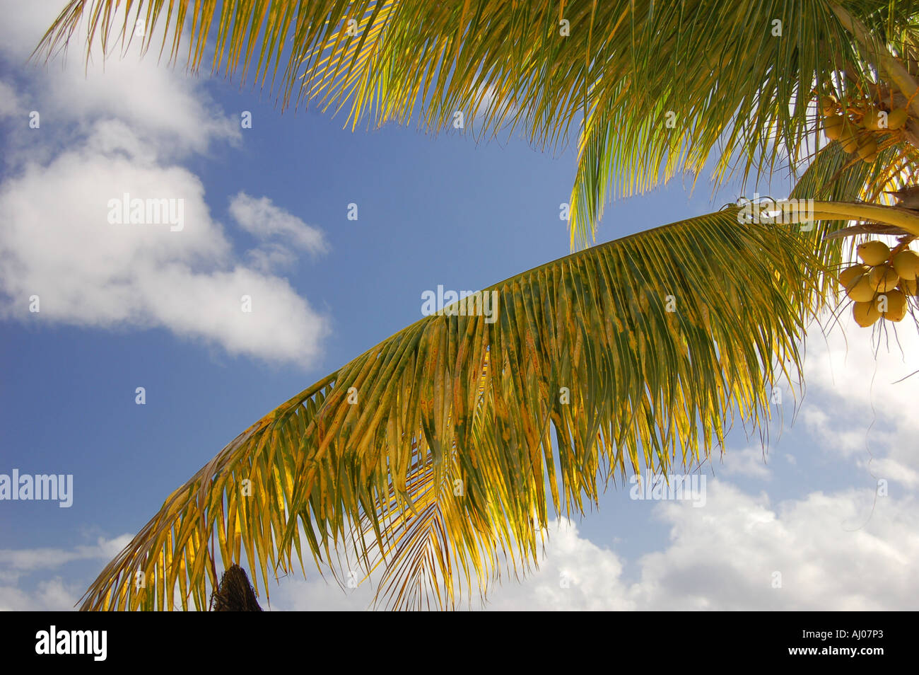 Coconut palm fronds, Mauritius. Stock Photo