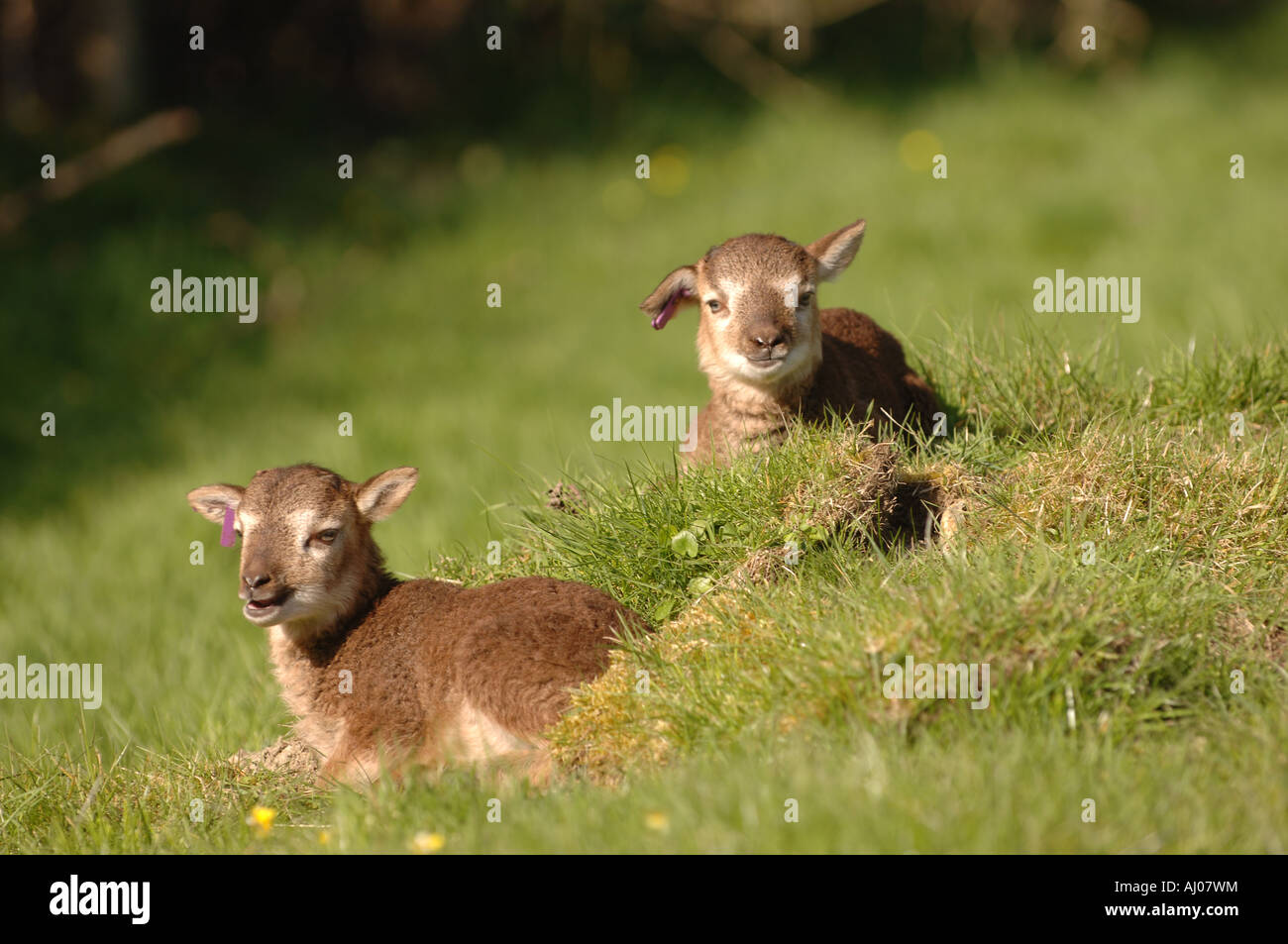 Spring lambs in south Shropshire Stock Photo
