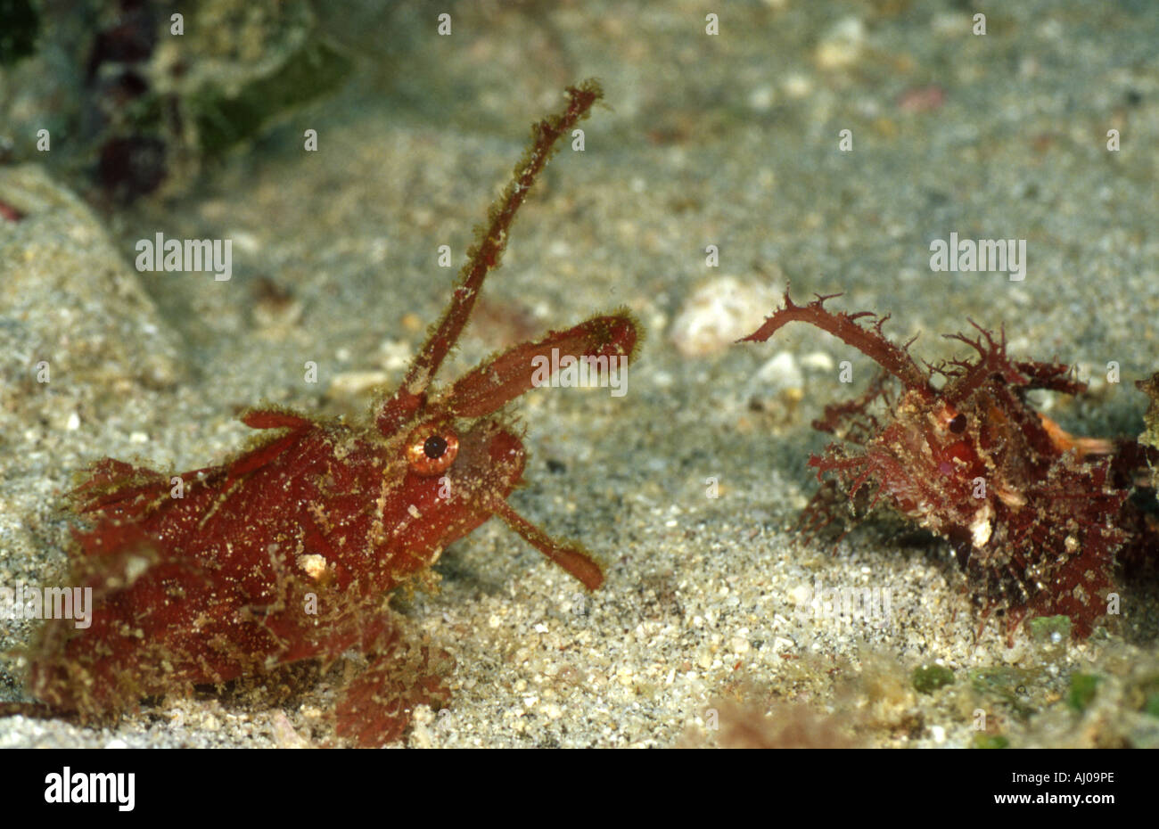 A pair of Ambon scorpion fish (Pteroidichthys amboinensis) on the sandy bottom... Stock Photo