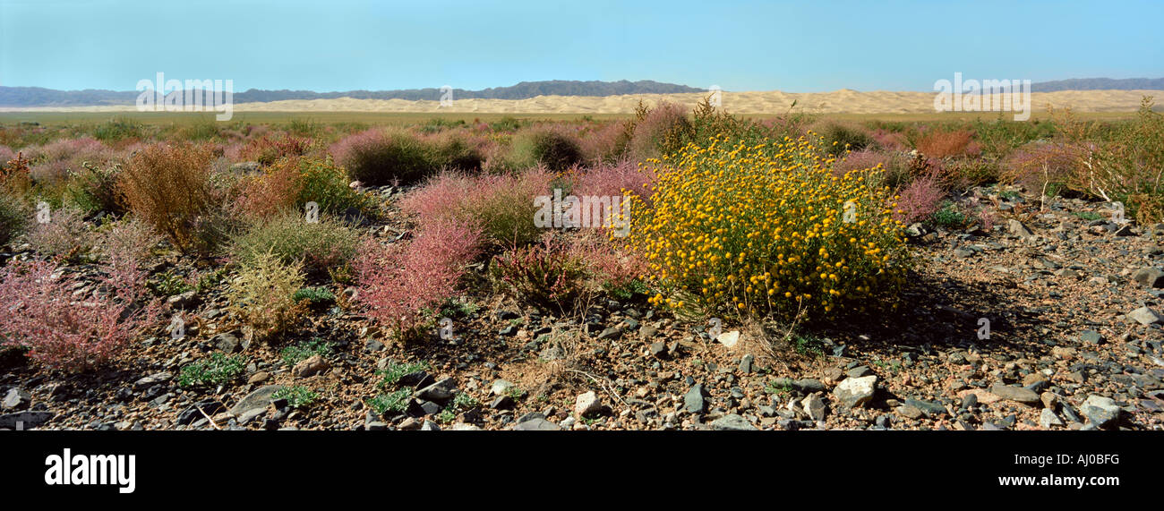 Blossoming of the South Gobi desert. Khongoryn Els sand dune. Mongolia Stock Photo