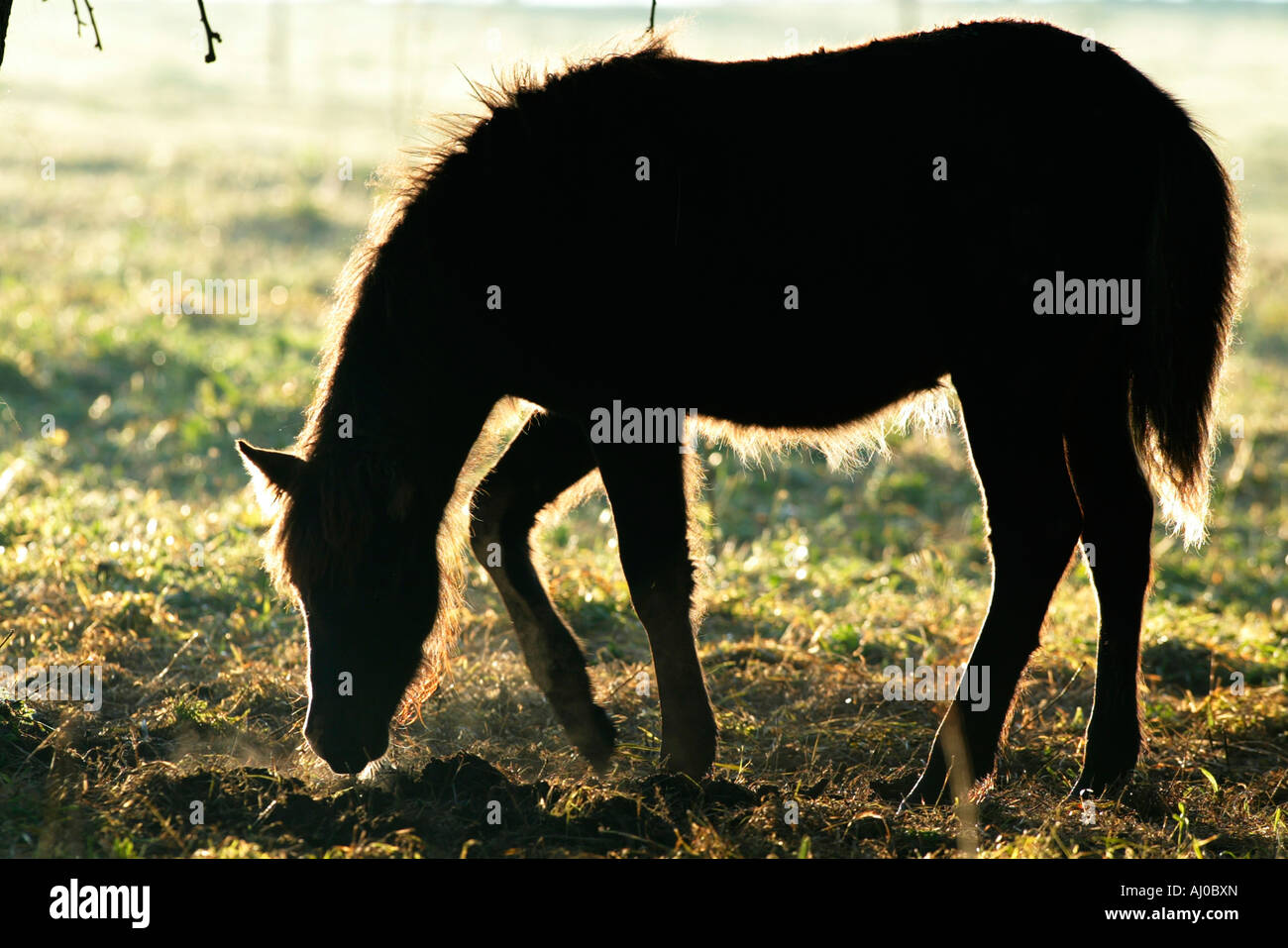 Icelandic Horse Islandpferd Islandpony Stock Photo