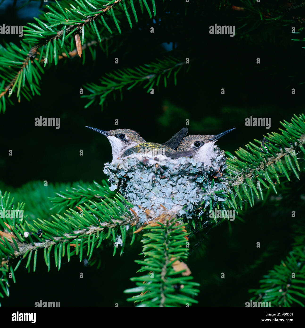 Two Ruby Throated Hummingbirds Archilochus colubris chicks huddle