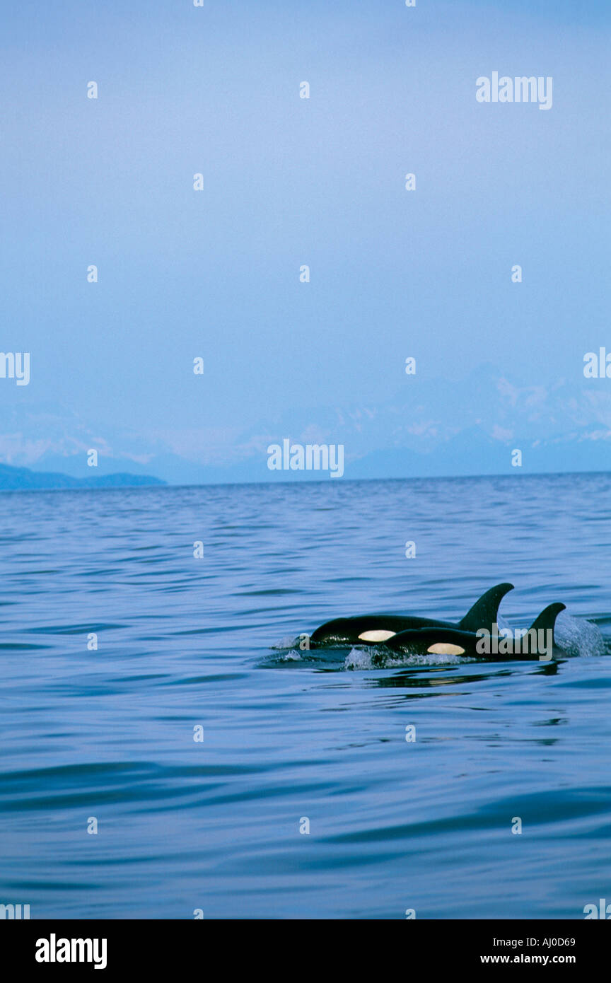 A pair of Orca Killer Whale calves surface together while swimming in Prince William Sound Alaska Stock Photo