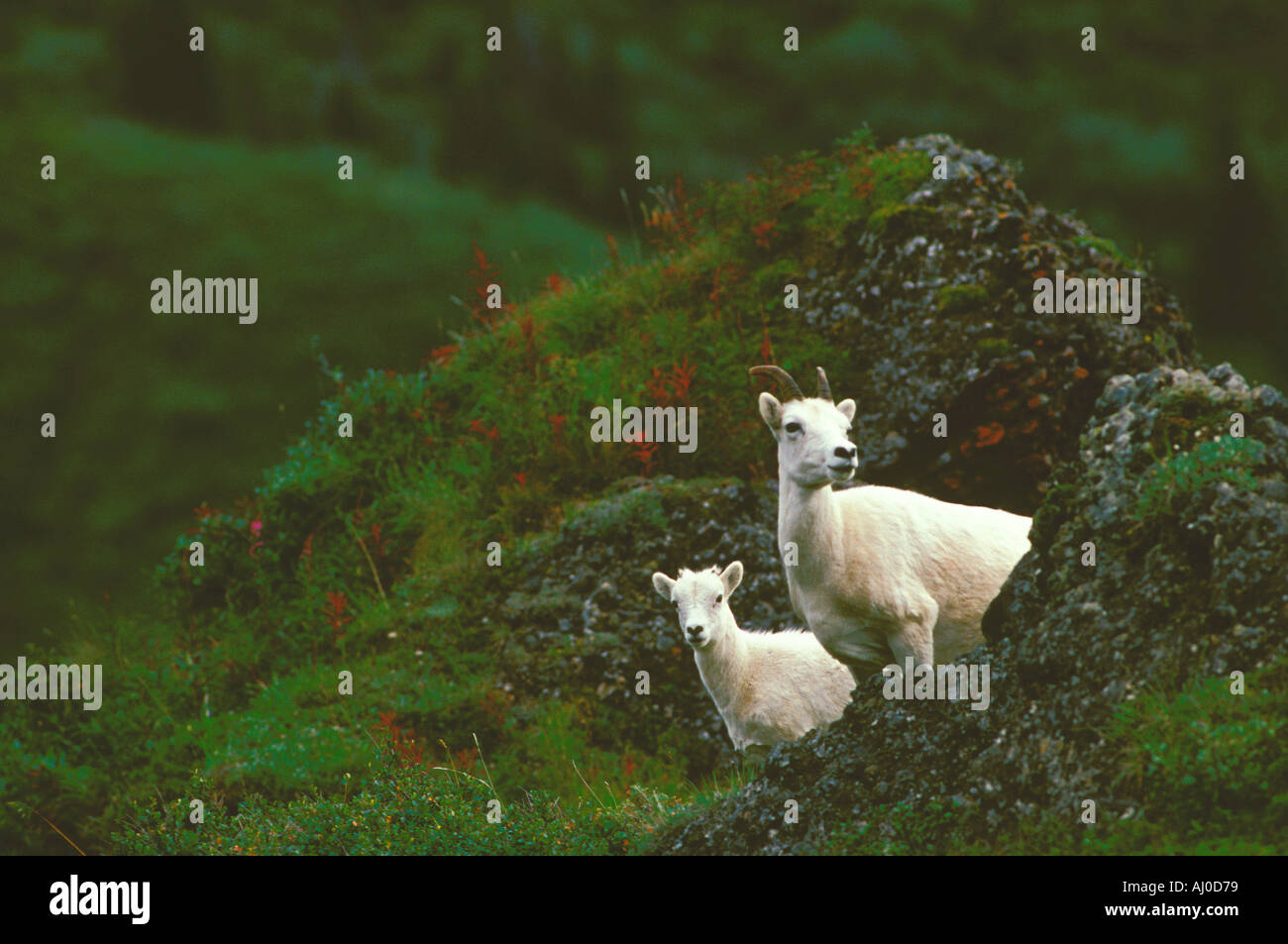 Dall Sheep ewe and lamb looking out from between rock outcrops in Denali National Park Alaska Stock Photo