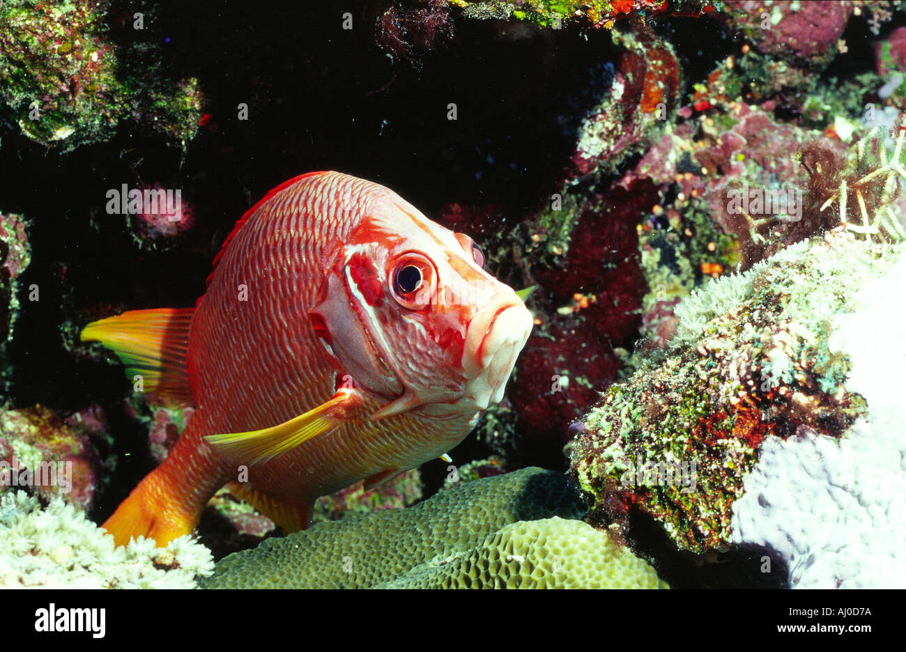 soldierfish under the water. Stock Photo
