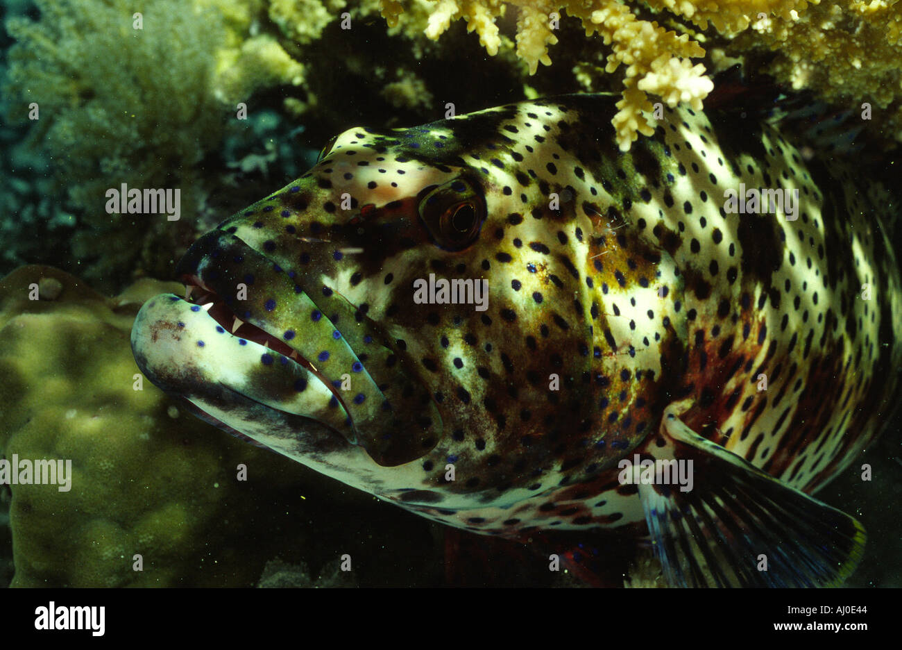 Sea bass in the wild Stock Photo Alamy