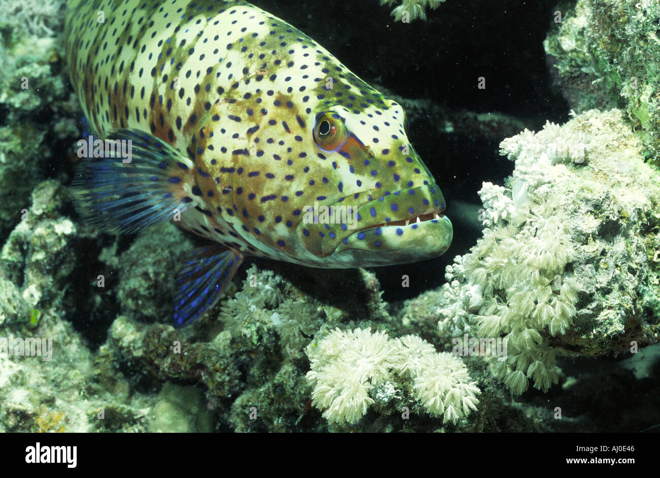 Sea bass in the wild Stock Photo Alamy