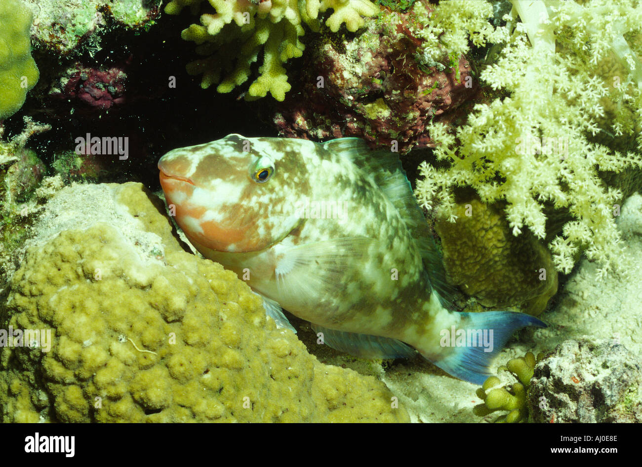 Scarus Spp Parrotfish scarus sp hi-res stock photography and images - Alamy