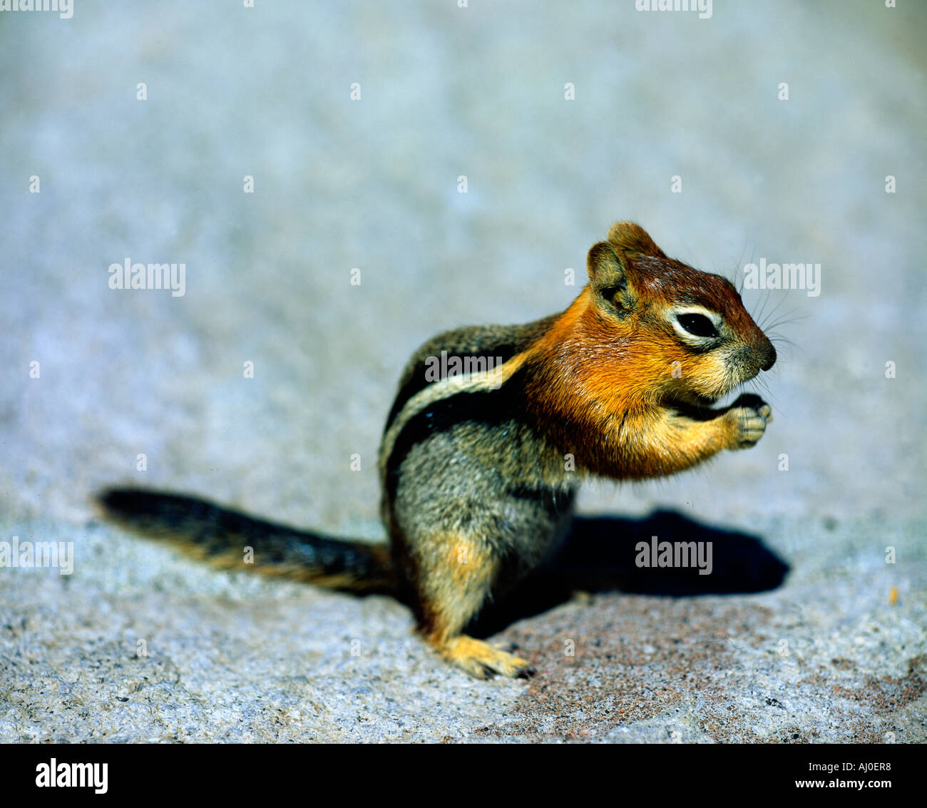 Lil Chipmunk Twitch