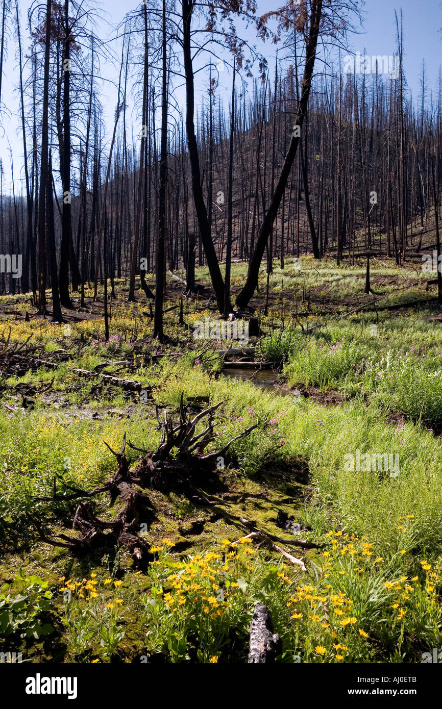 Flowers and undergrowth make a comeback one year after forest fire in ...