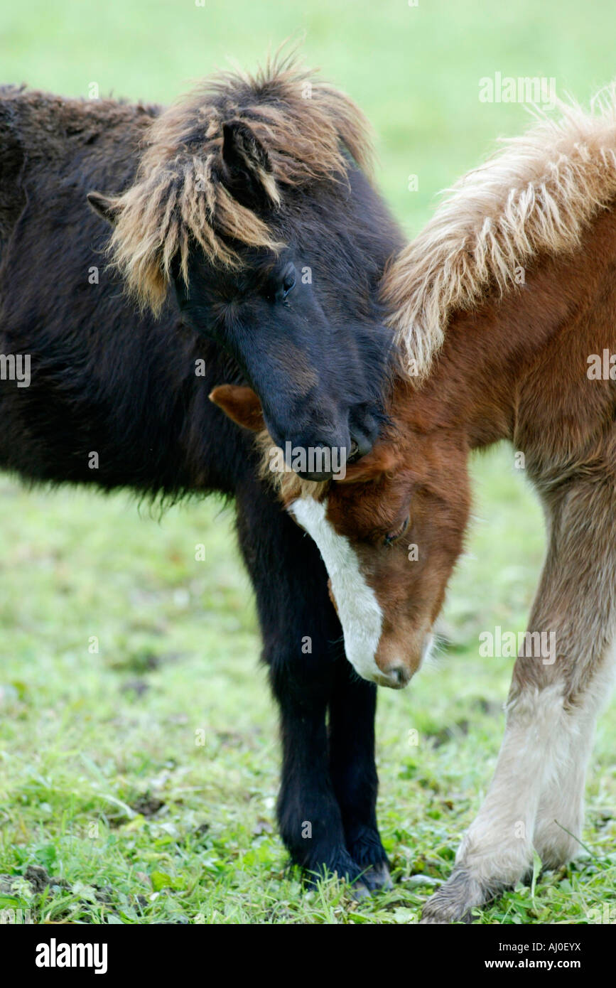Icelandic Horse Islandpferd Islandpony Stock Photo