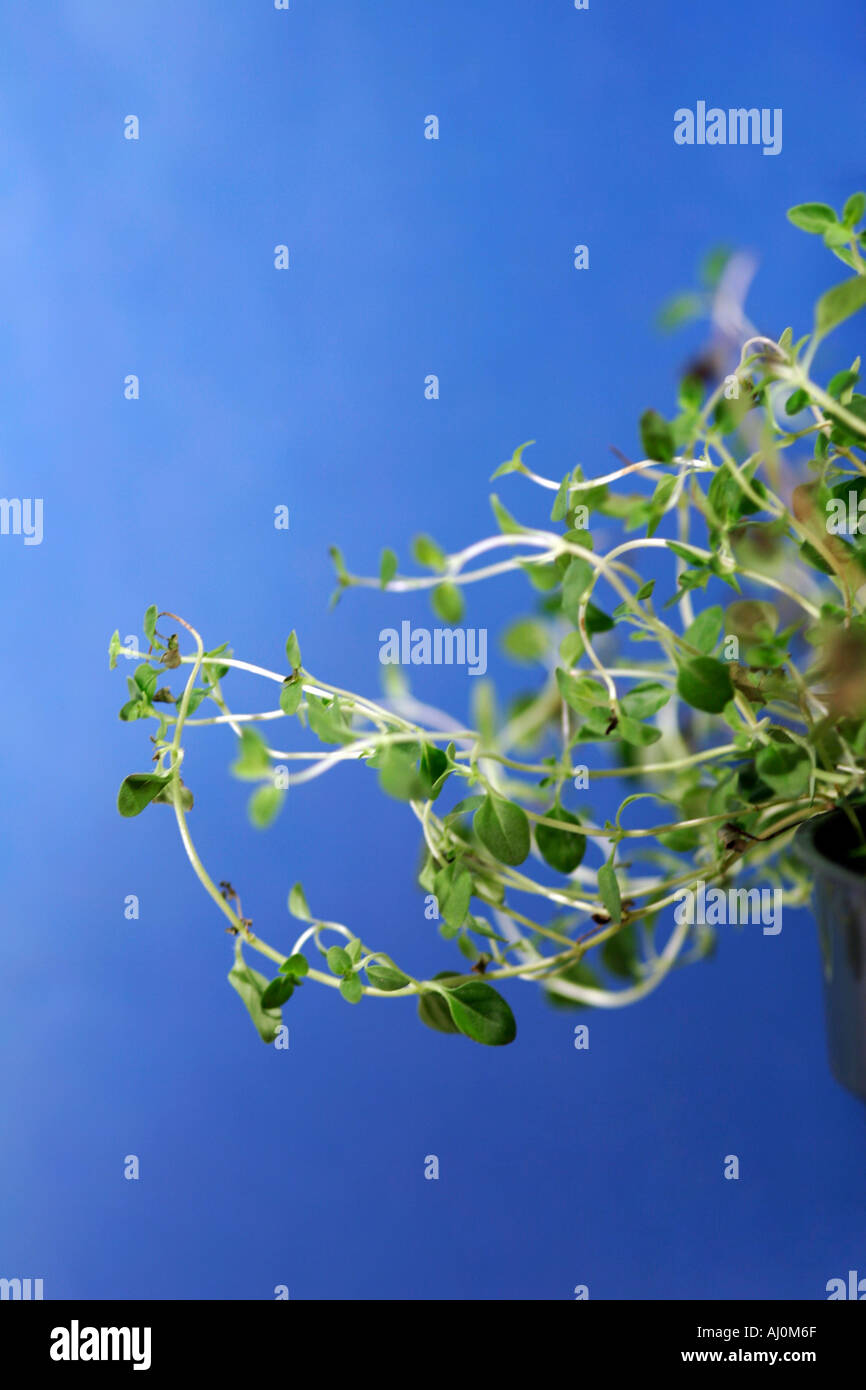 Creeping Thyme Herbs Seasoning Plant Stock Photo