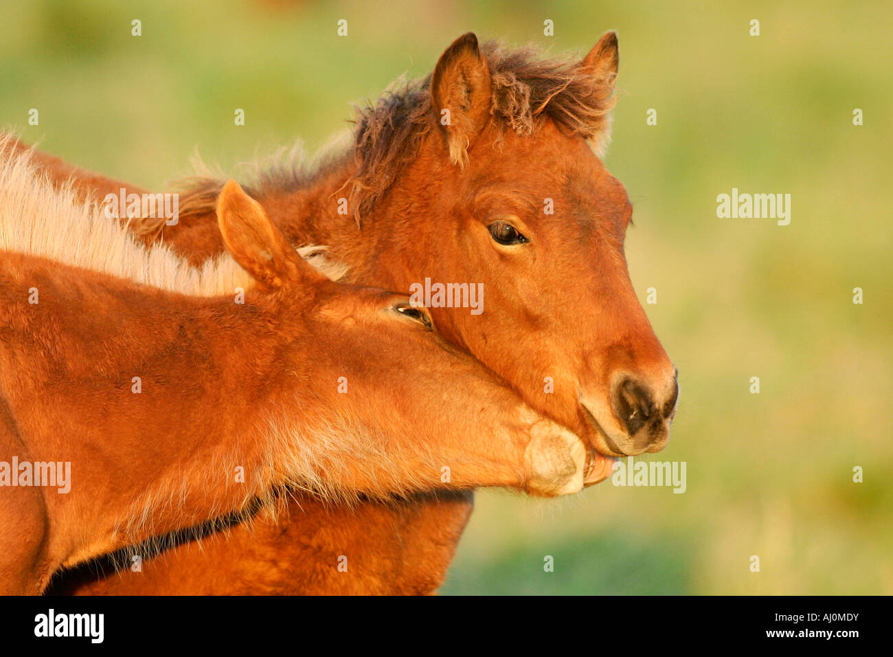 icelandic horse islandpferd Stock Photo
