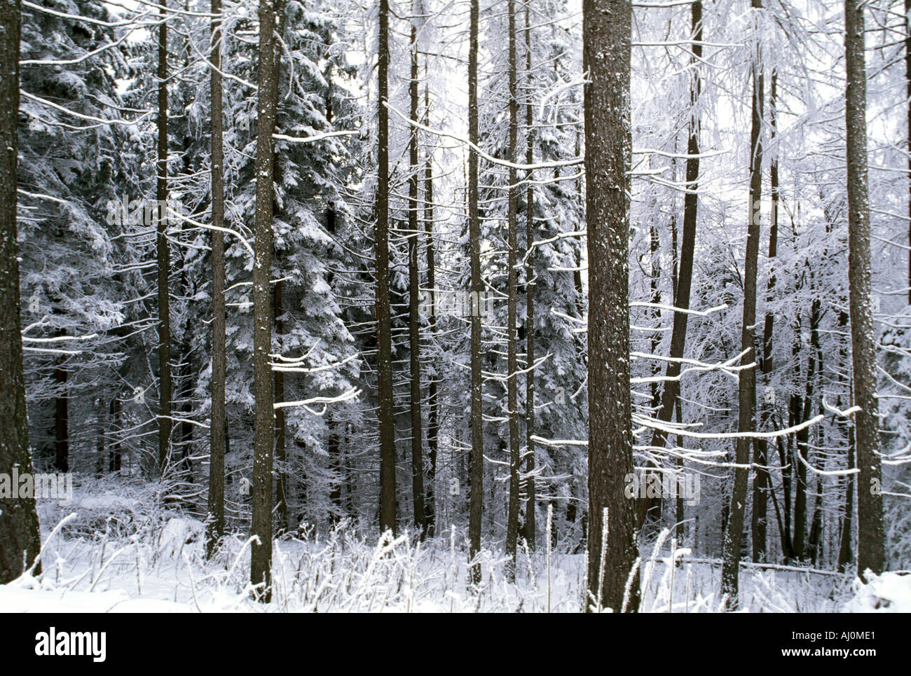 Snow wood hi-res stock photography and images - Alamy