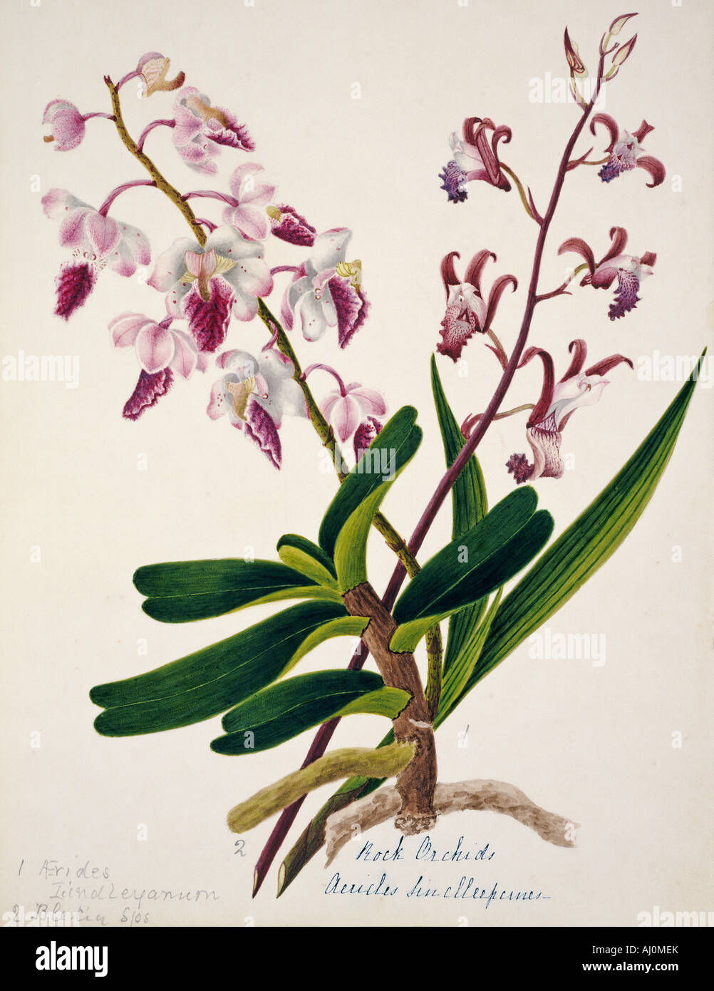 Aerides iindleyanum rock orchid Stock Photo