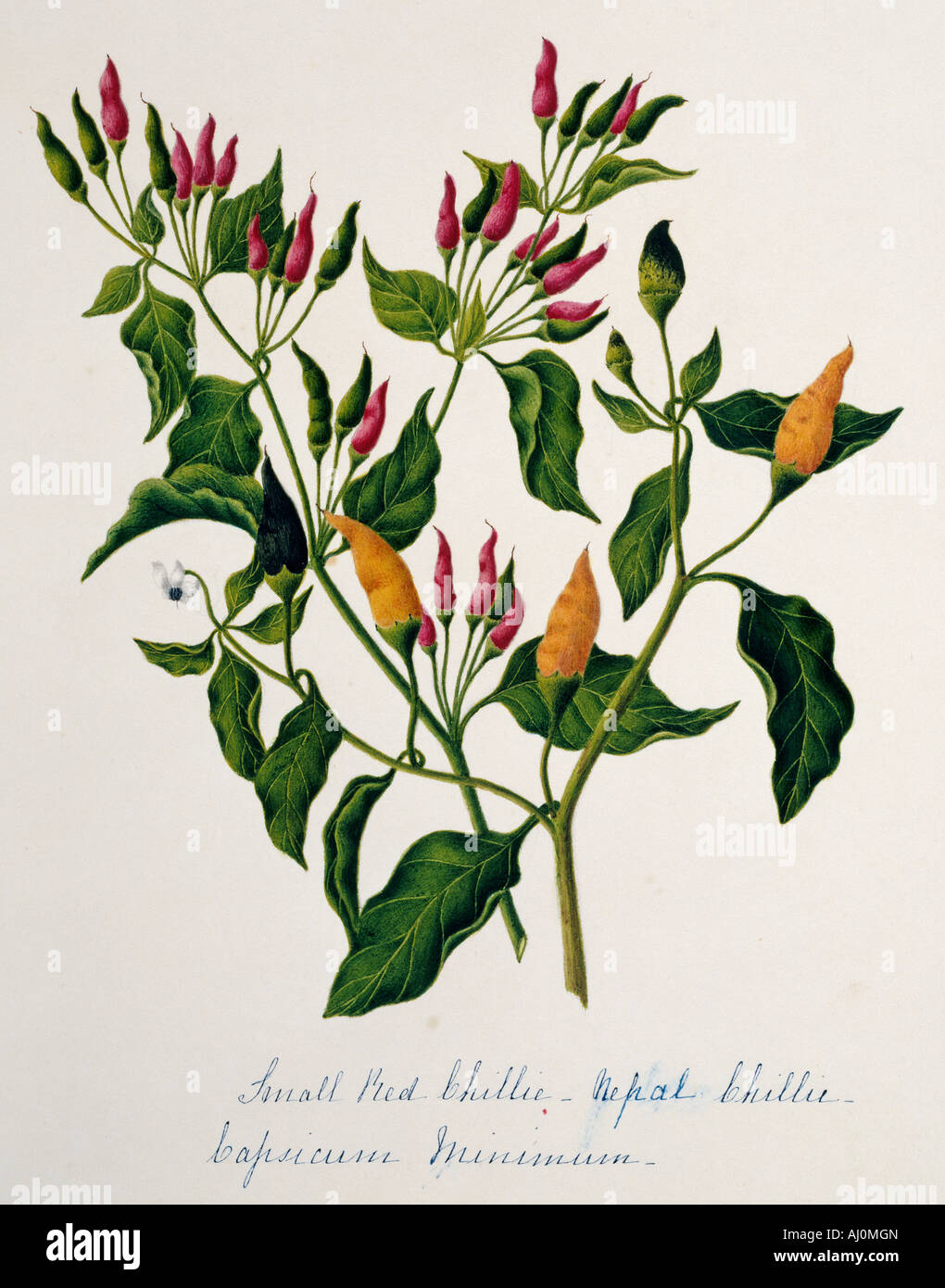 Capsicum minimum, chillies Stock Photo Alamy